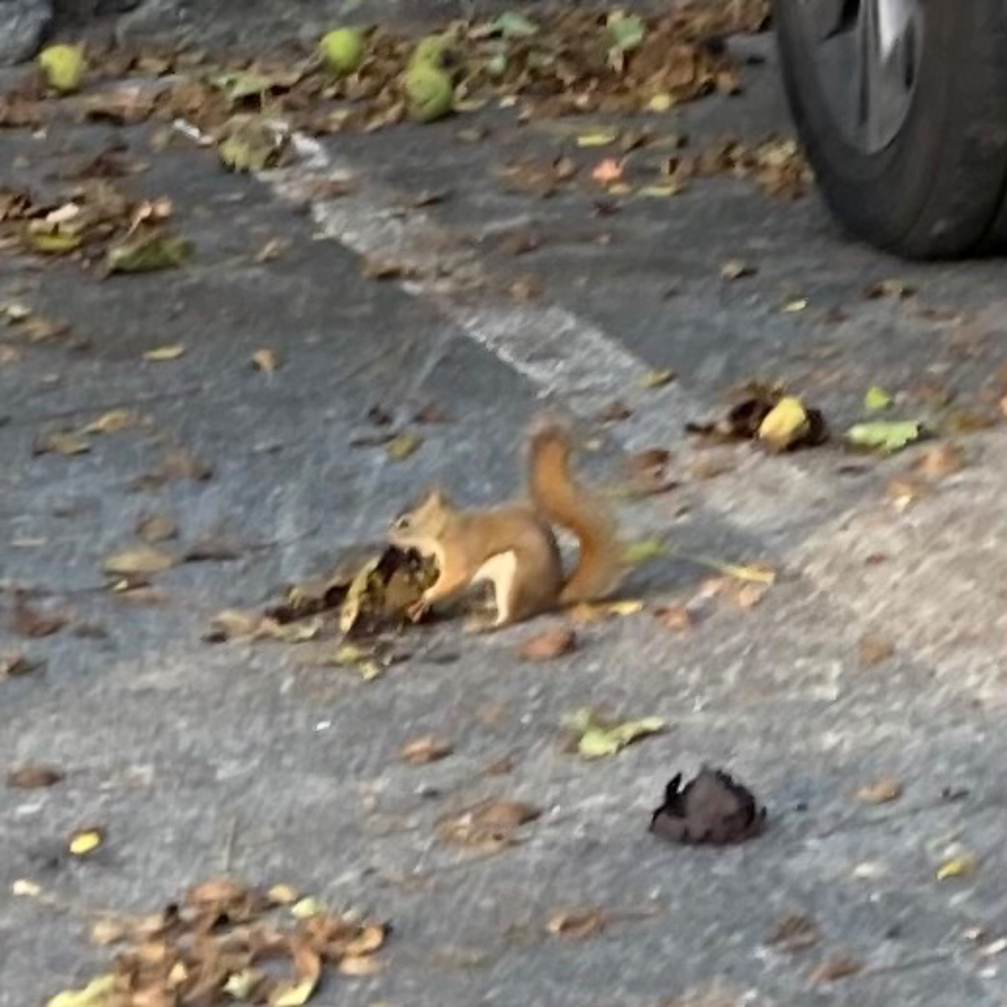 Squirrel in parking lot