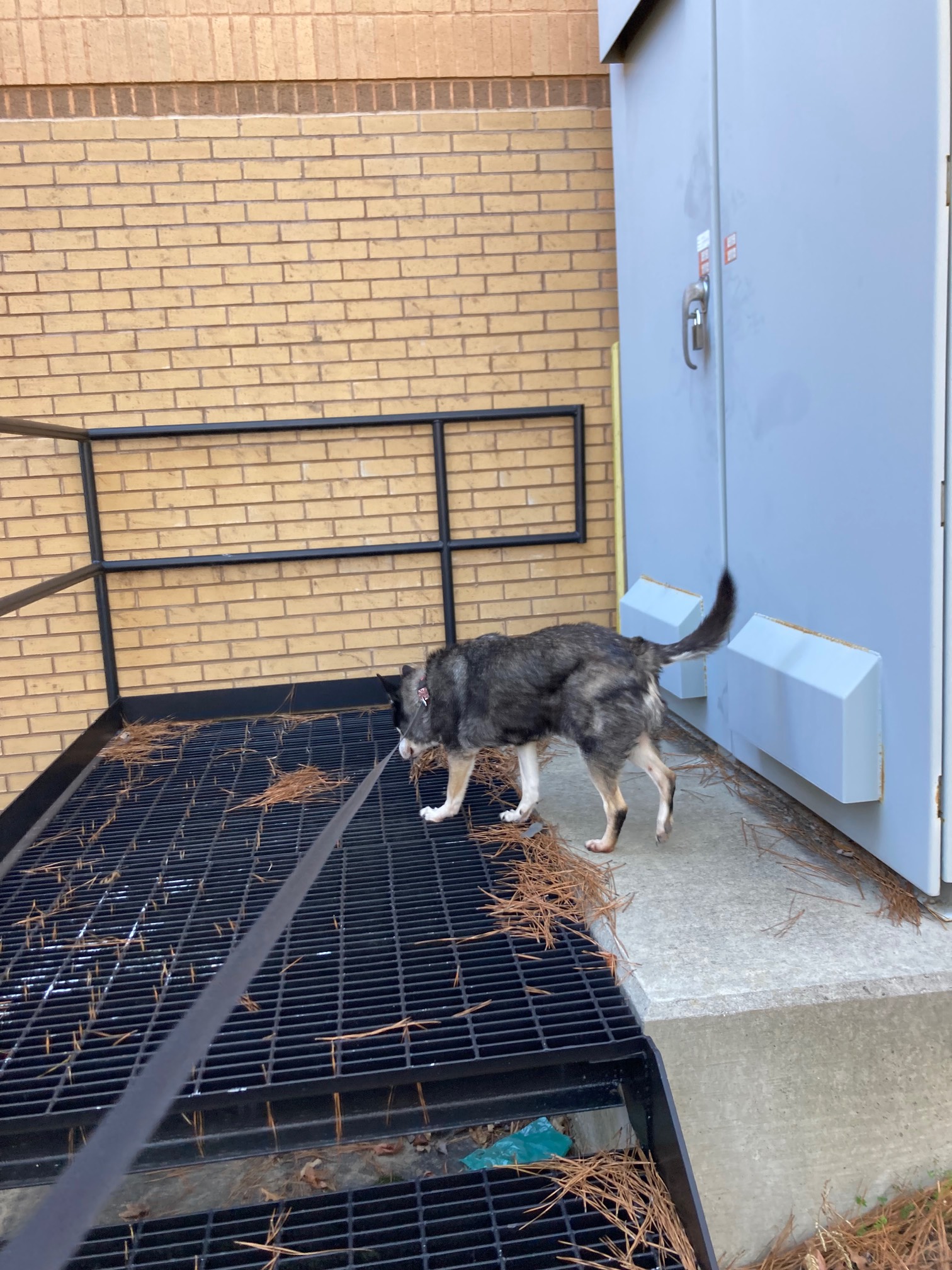 Dog on metal platform