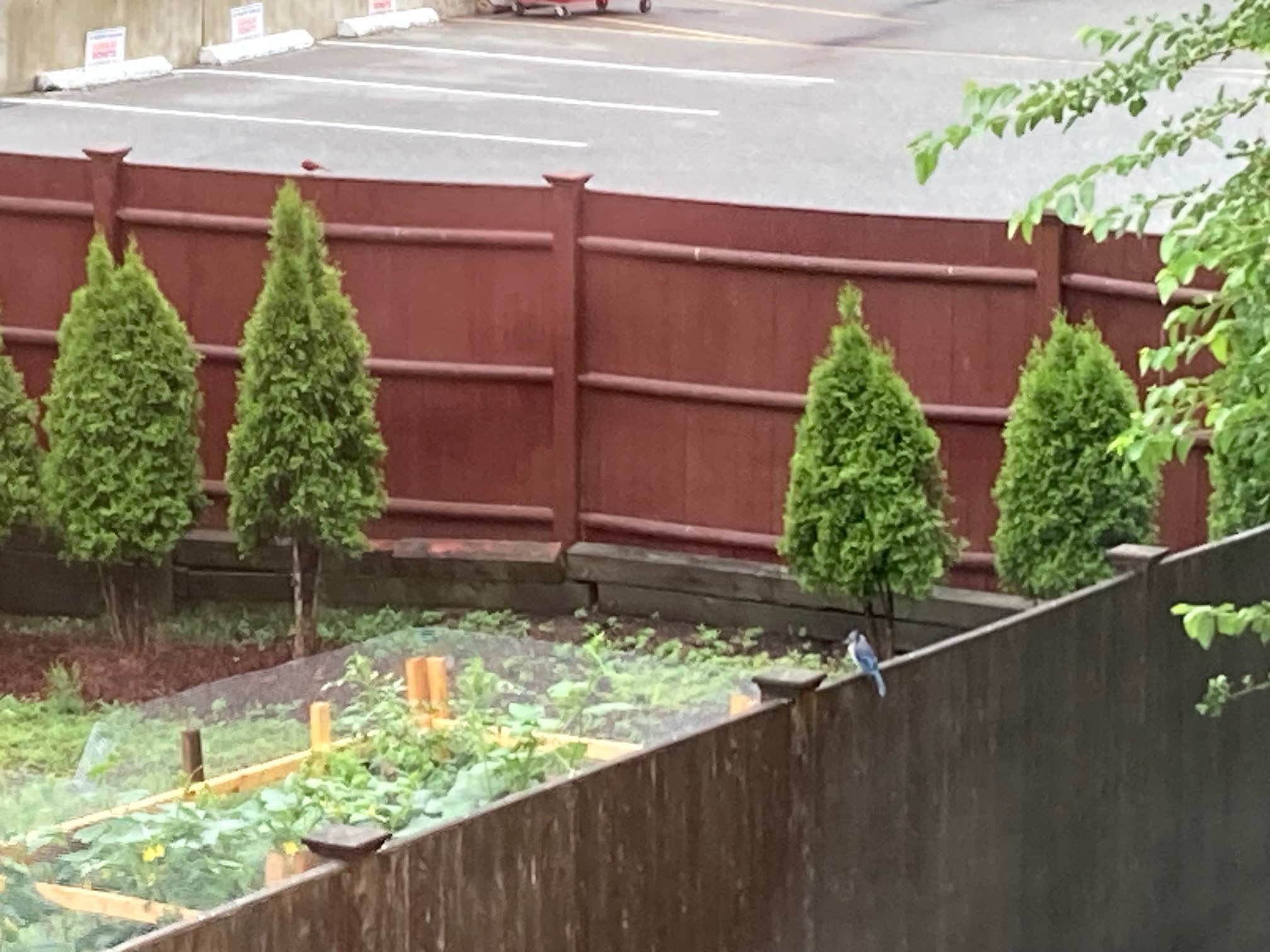 Blue and red birds on fences