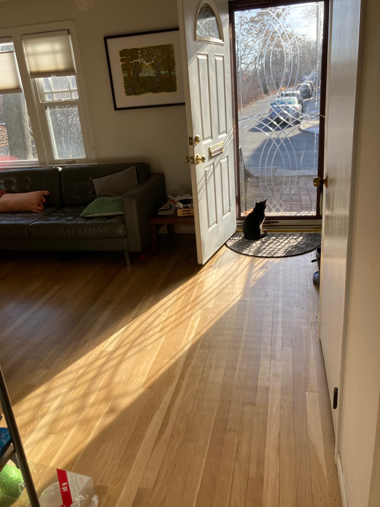Door open with sun coming in through clear storm door with cat in front