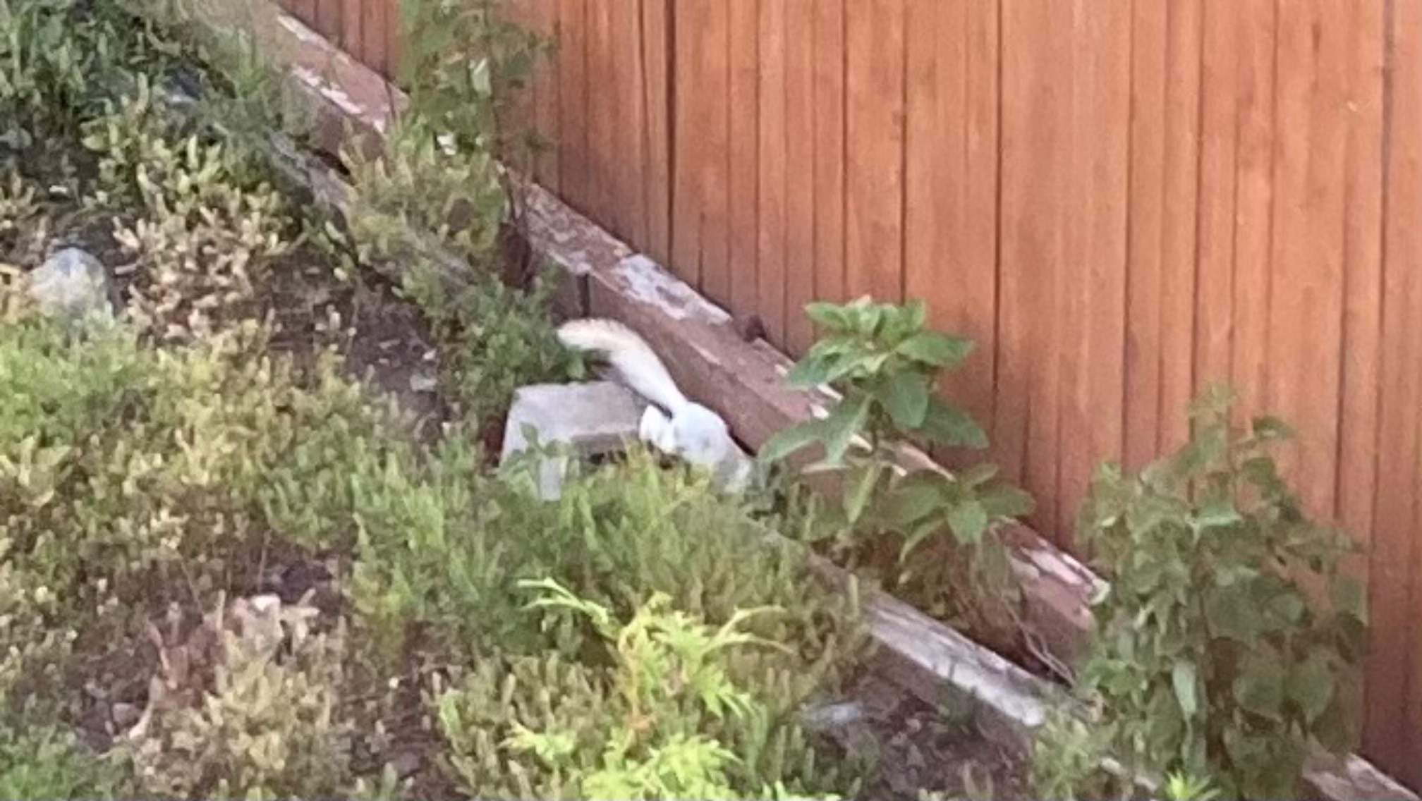 White squirrel diving under fence