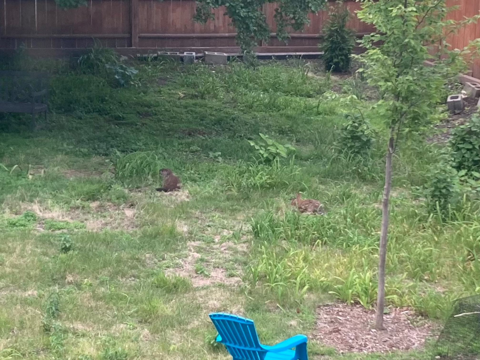 Groundhog and rabbit in yard