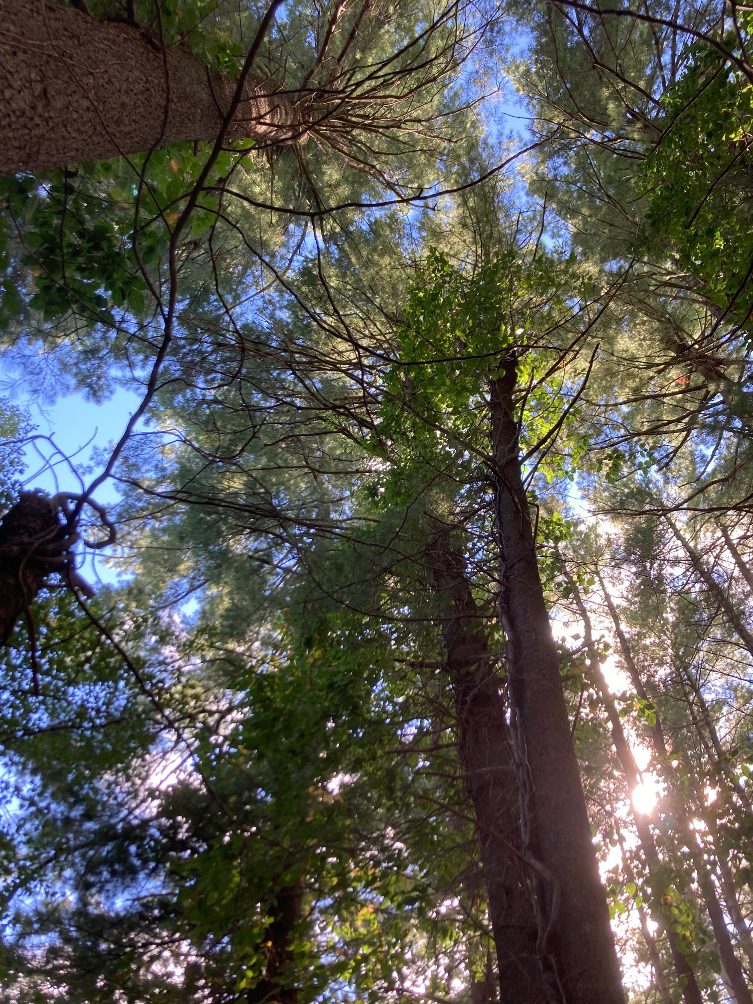 Conifers with deciduous leaves attached