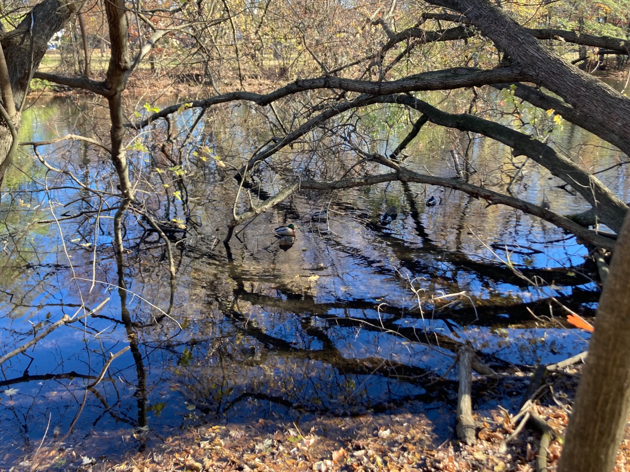 Ducks sitting in water under leaning branches
