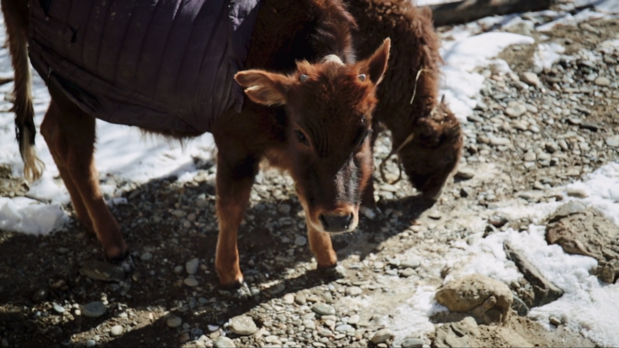 Animal with jacket