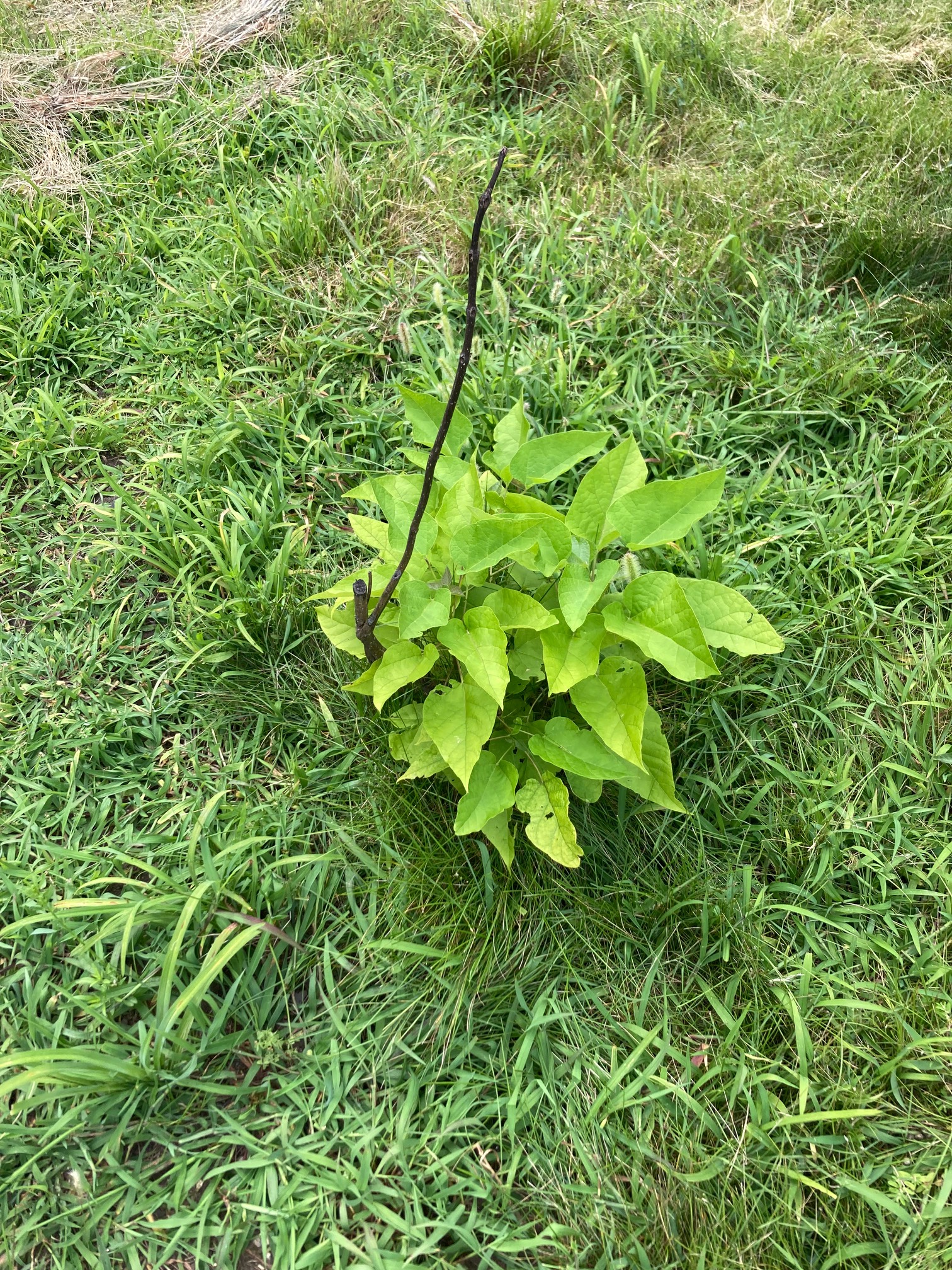 The Stick is doing well!
