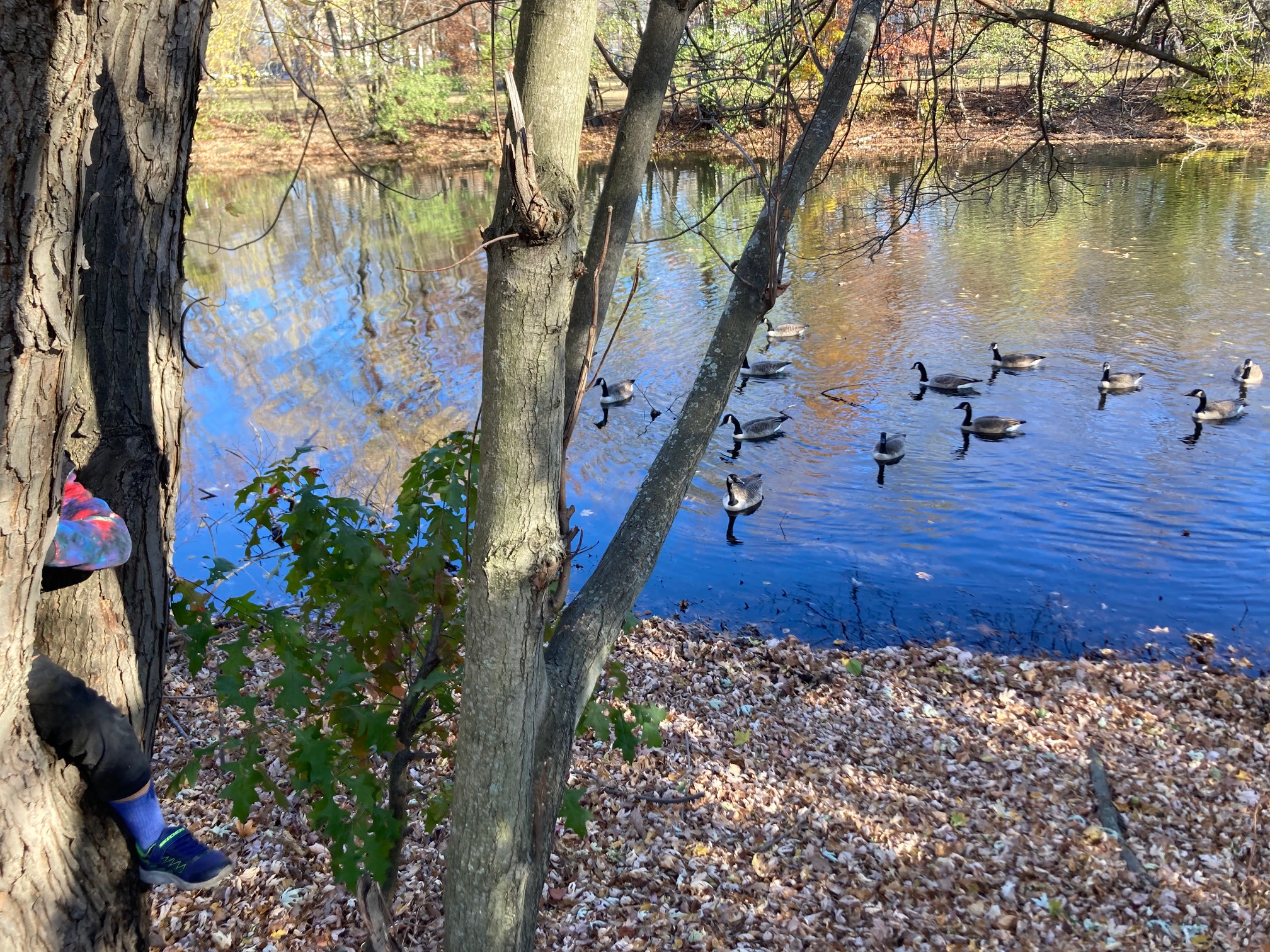 Geese, sort of organized