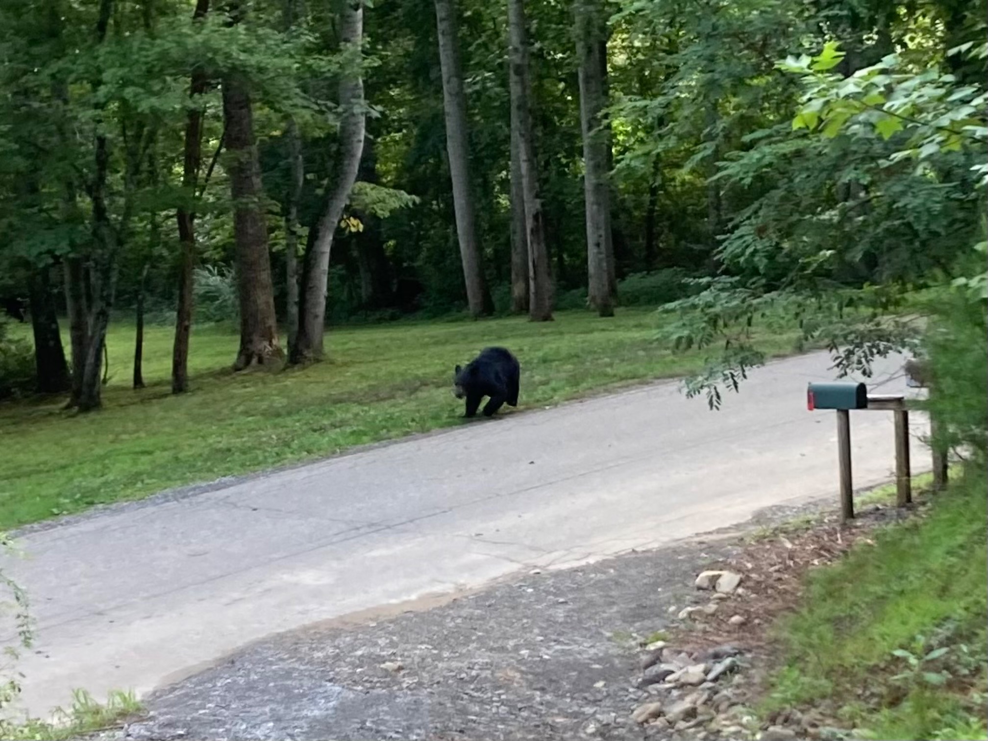 Bear near road