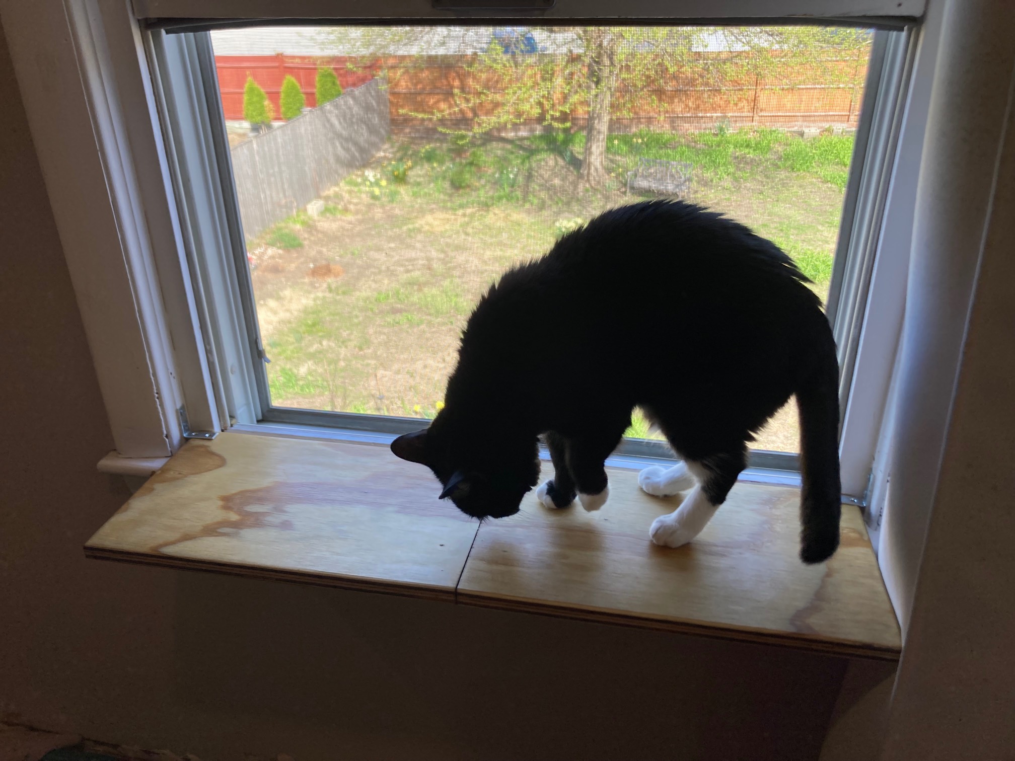 Cat on plywood shelf