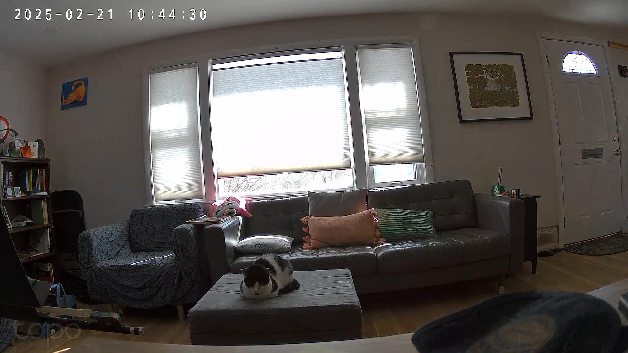 Cat on ottoman