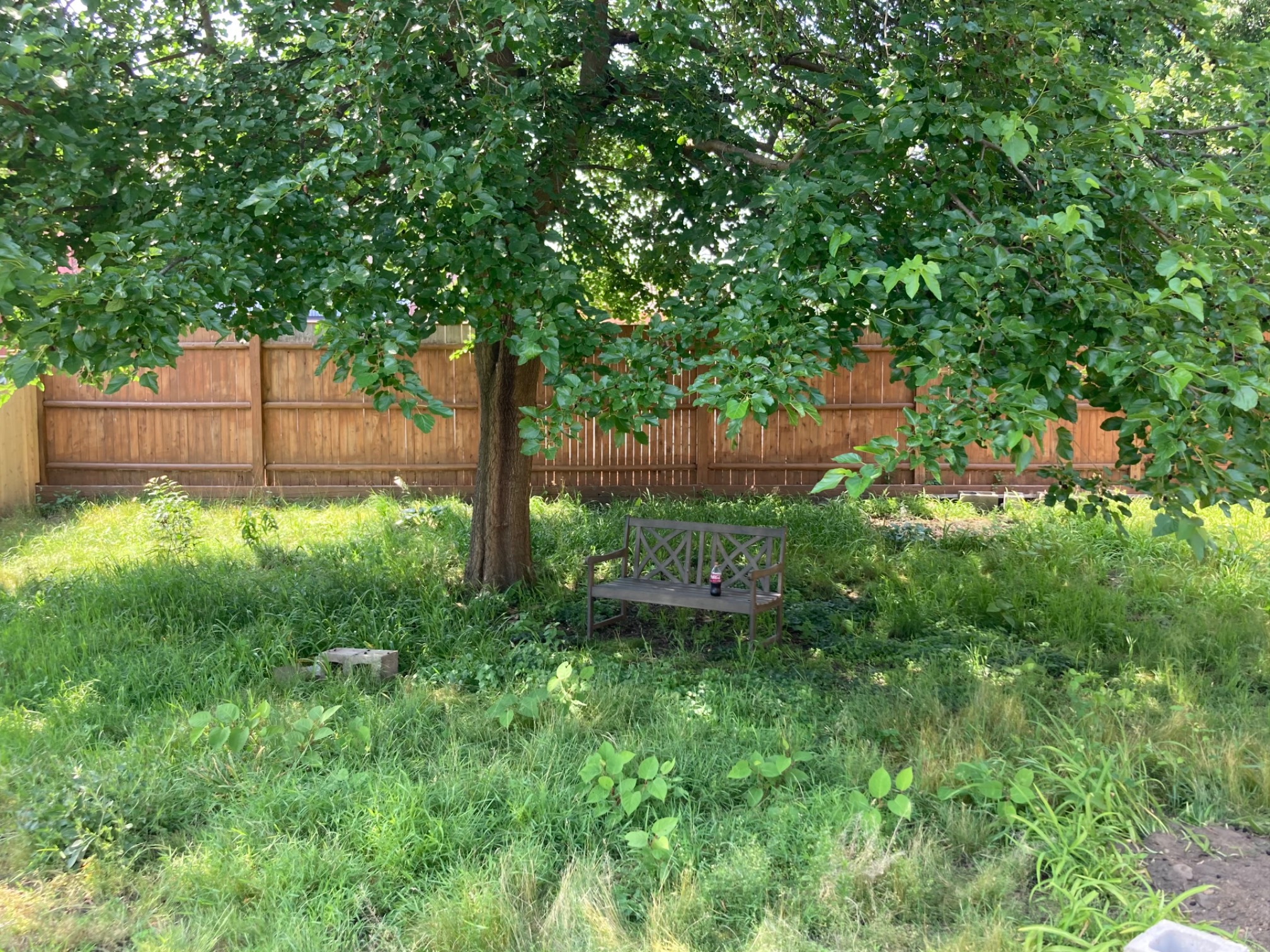 It’s nice under the tree today, despite all the mulberries and knotweed. Katt got this bench which h