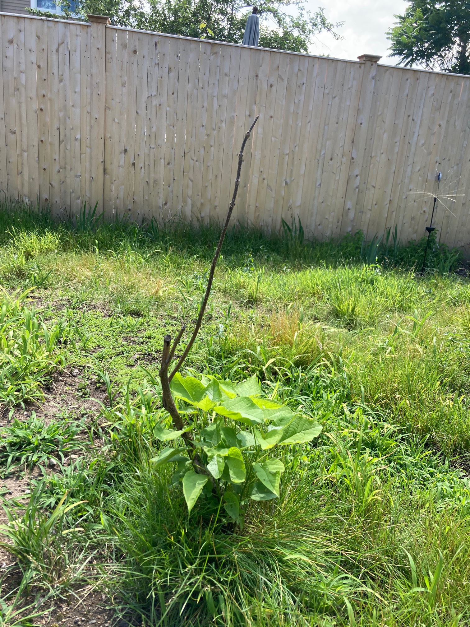 The Stick, a catalpa tree we transplanted from near the fence last year is actually alive. We had ju