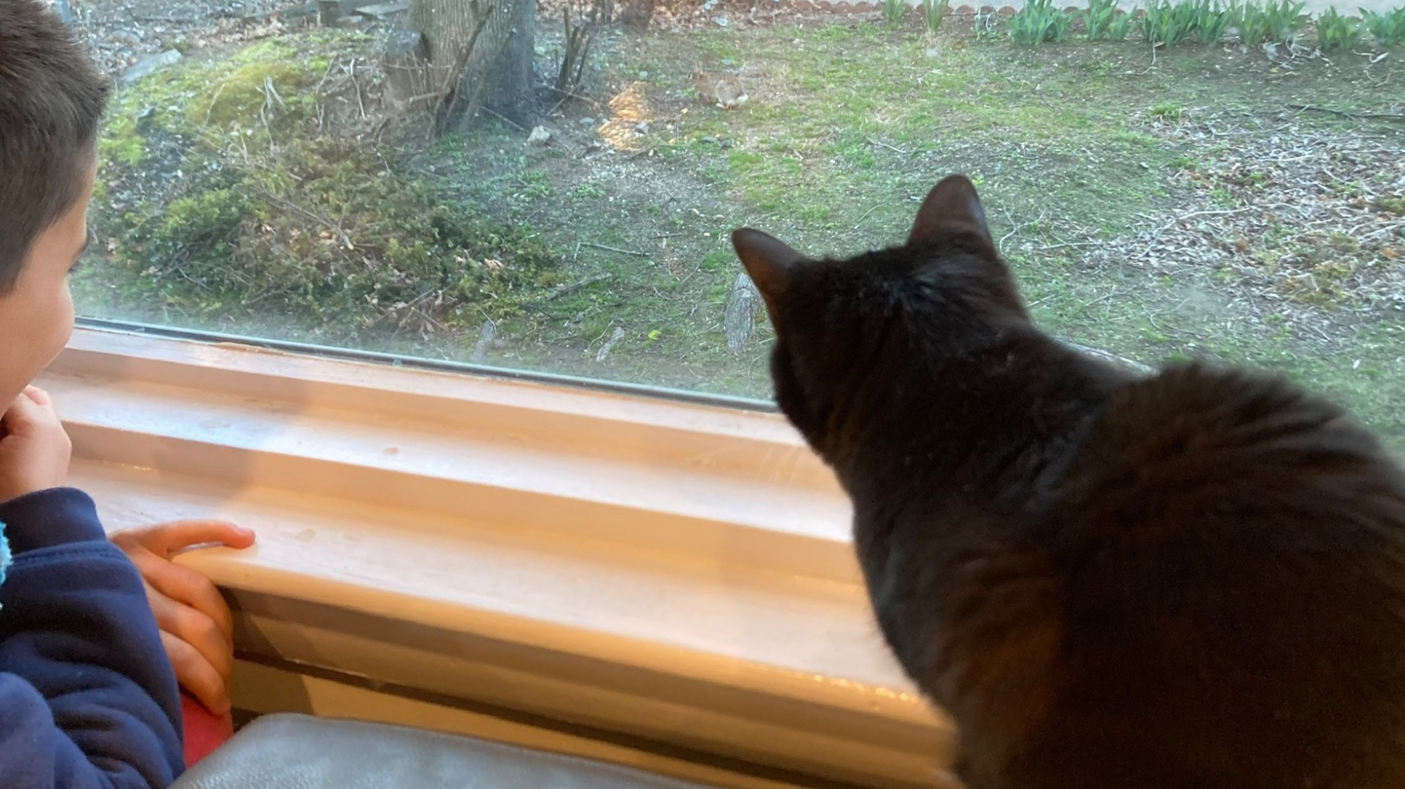 Kid and cat looking out window at rabbit
