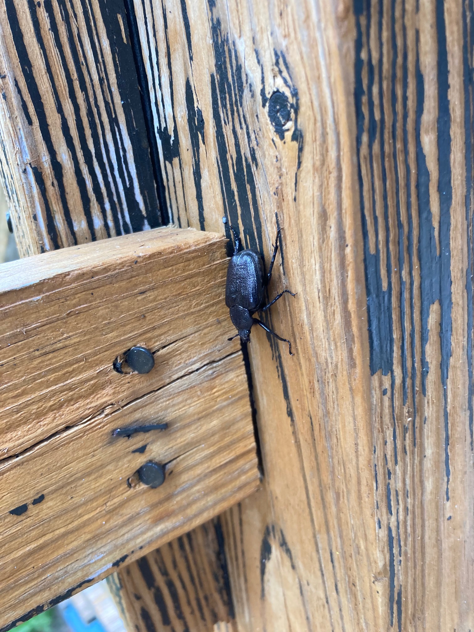 Beetle