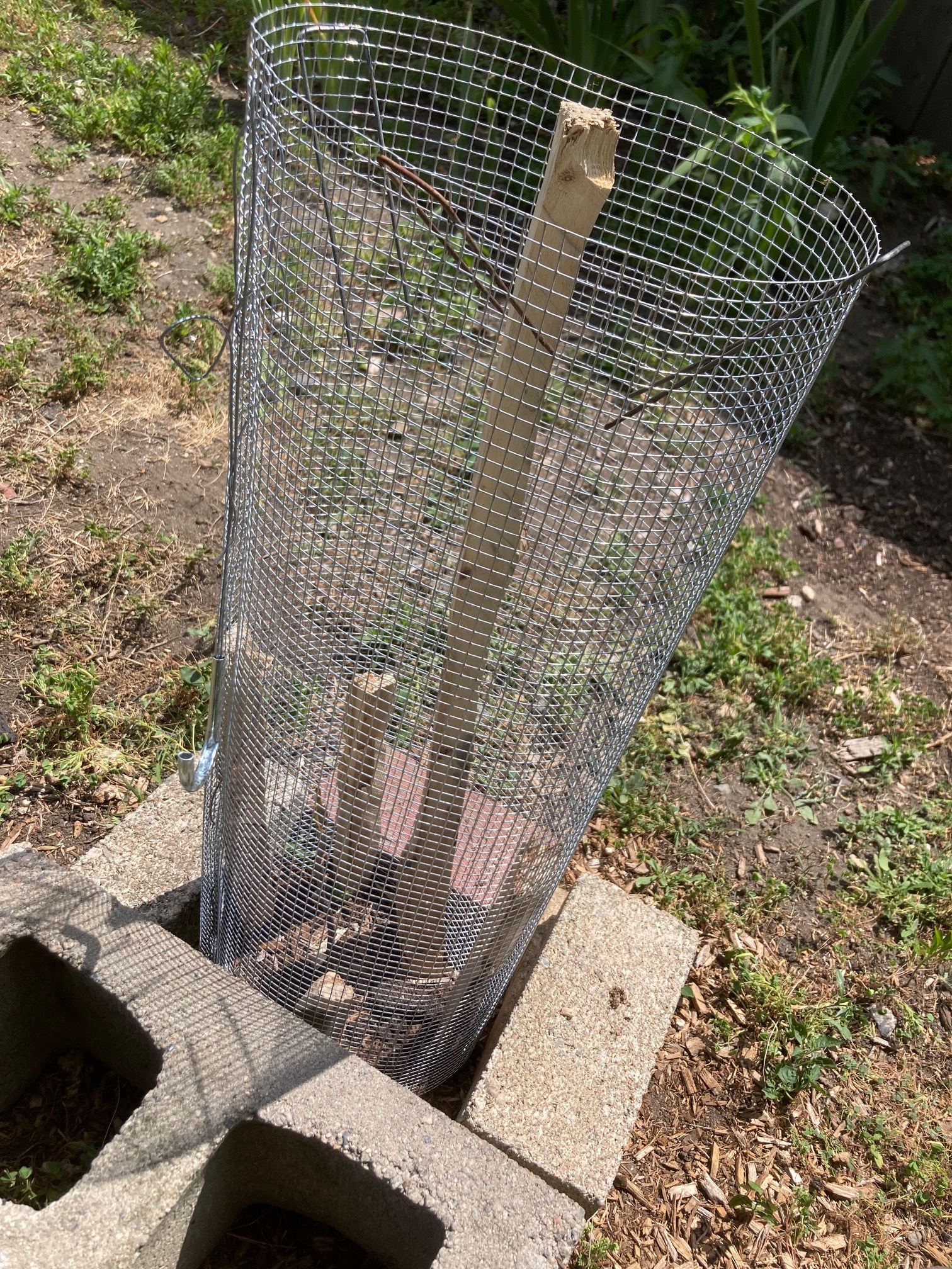 Due to two attacks from the groundhog that left it with no leaves, the plum tree (the tiny twig in the middle) now lives in an oppressive security state. 