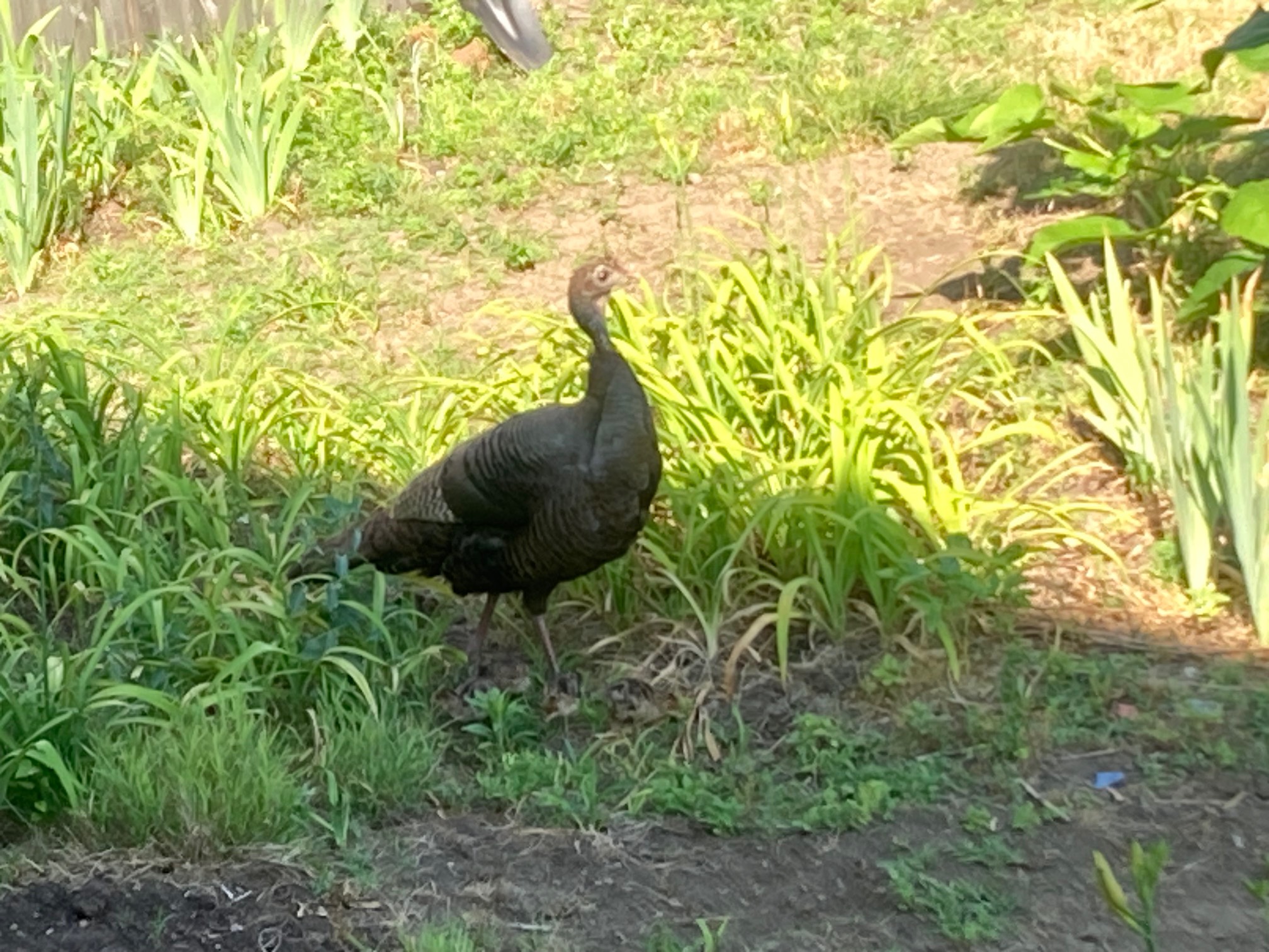 A bunch of baby turkeys and their mom have been in our yard for a few hours. They’re still they’re now! I guess there’s a lot to graze on.The babies just look like slightly thick “regular birds.” I don’t think I could tell that they were babies or turkeys in isolation.
