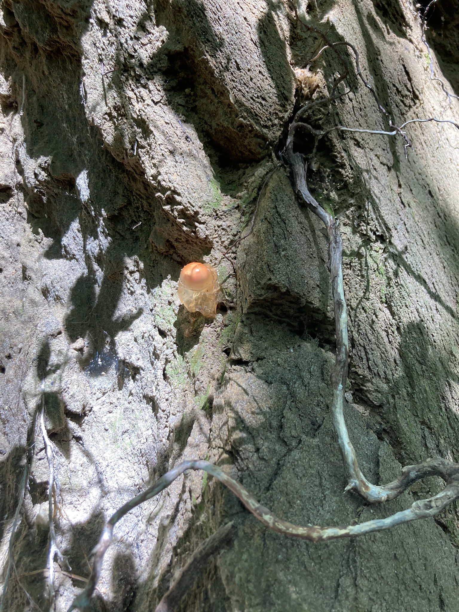 Phallic-looking fungus
