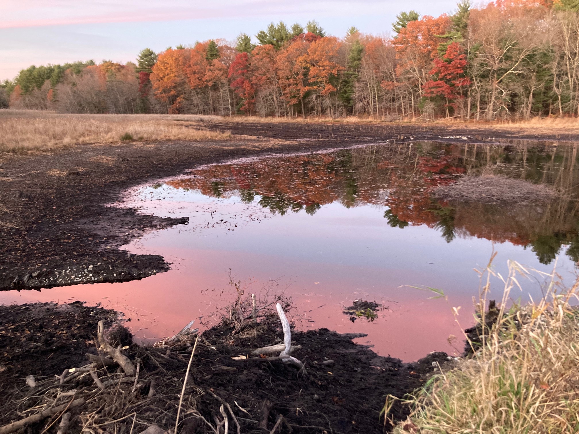 Pink and blue sky reflected in bog water