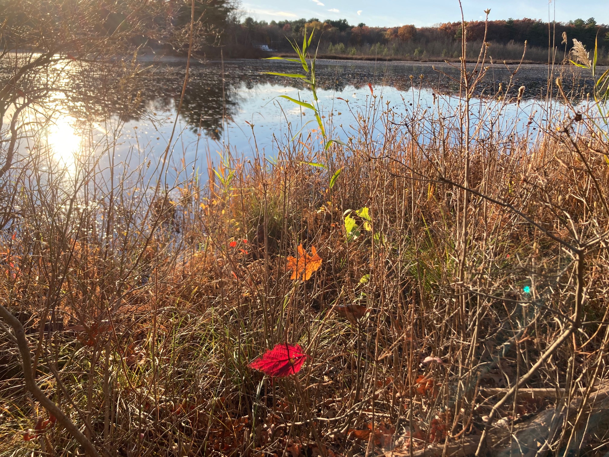 Red, orange, and green leaves in reeds