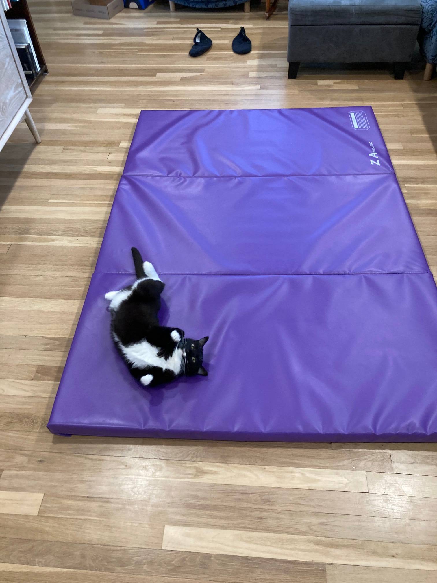 Cat on mat