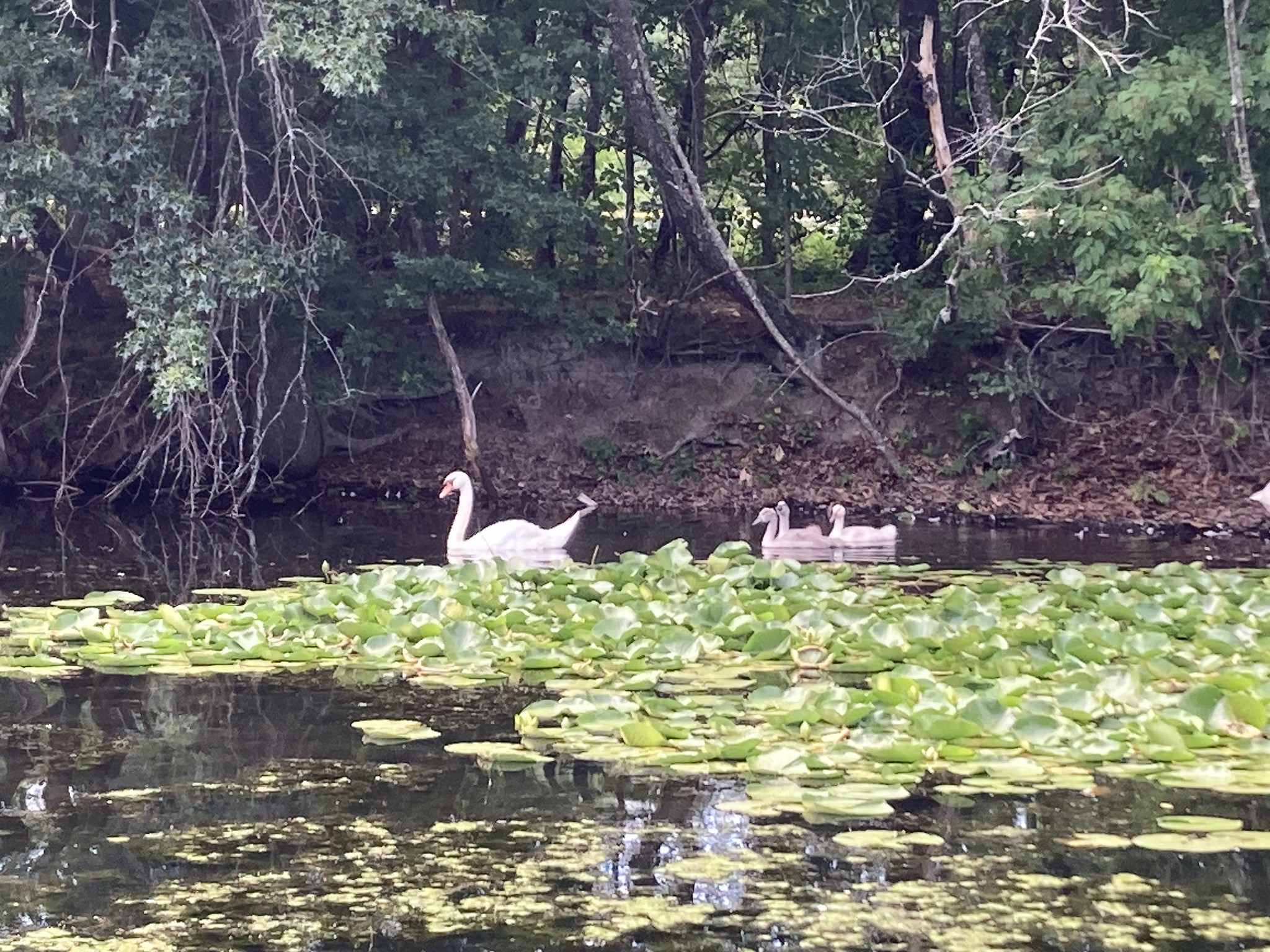 Adult swan and child swans
