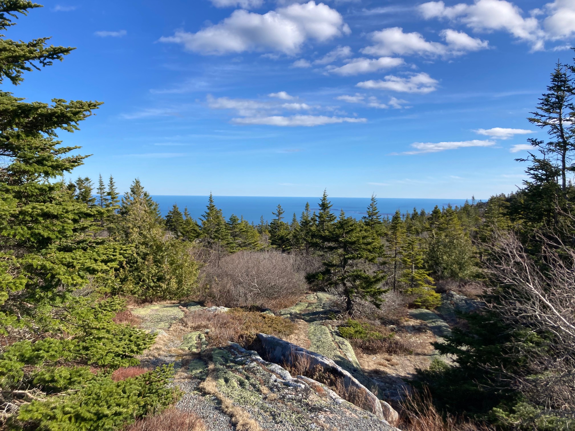 Trees on mountain by sea