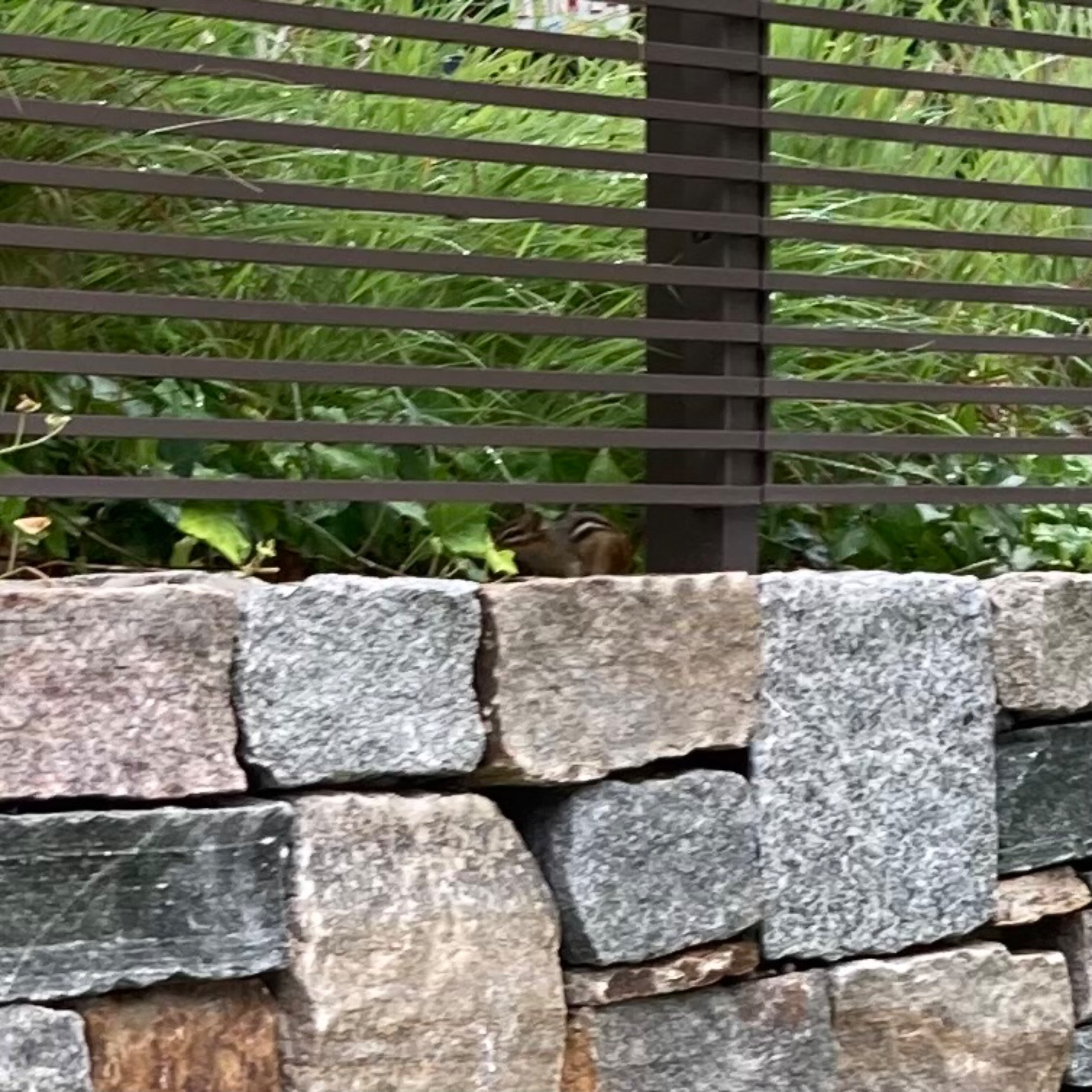 Library chipmunk
