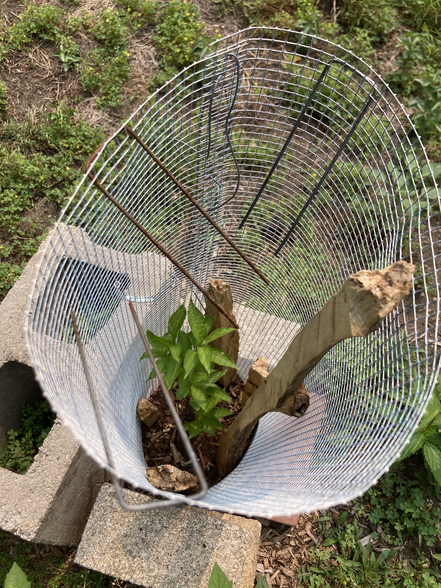 Leafy stick in cylindrical cage