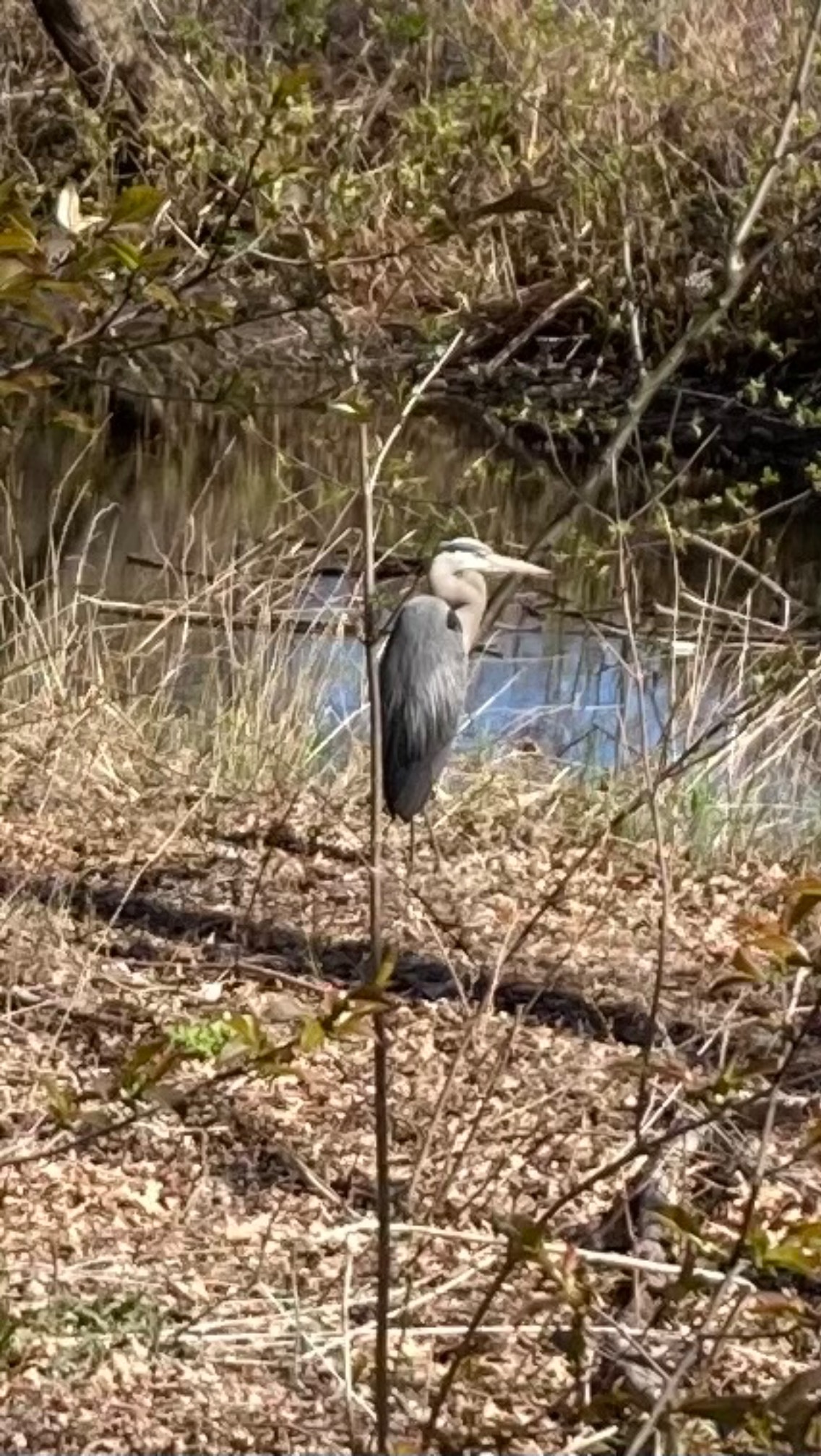 Heron