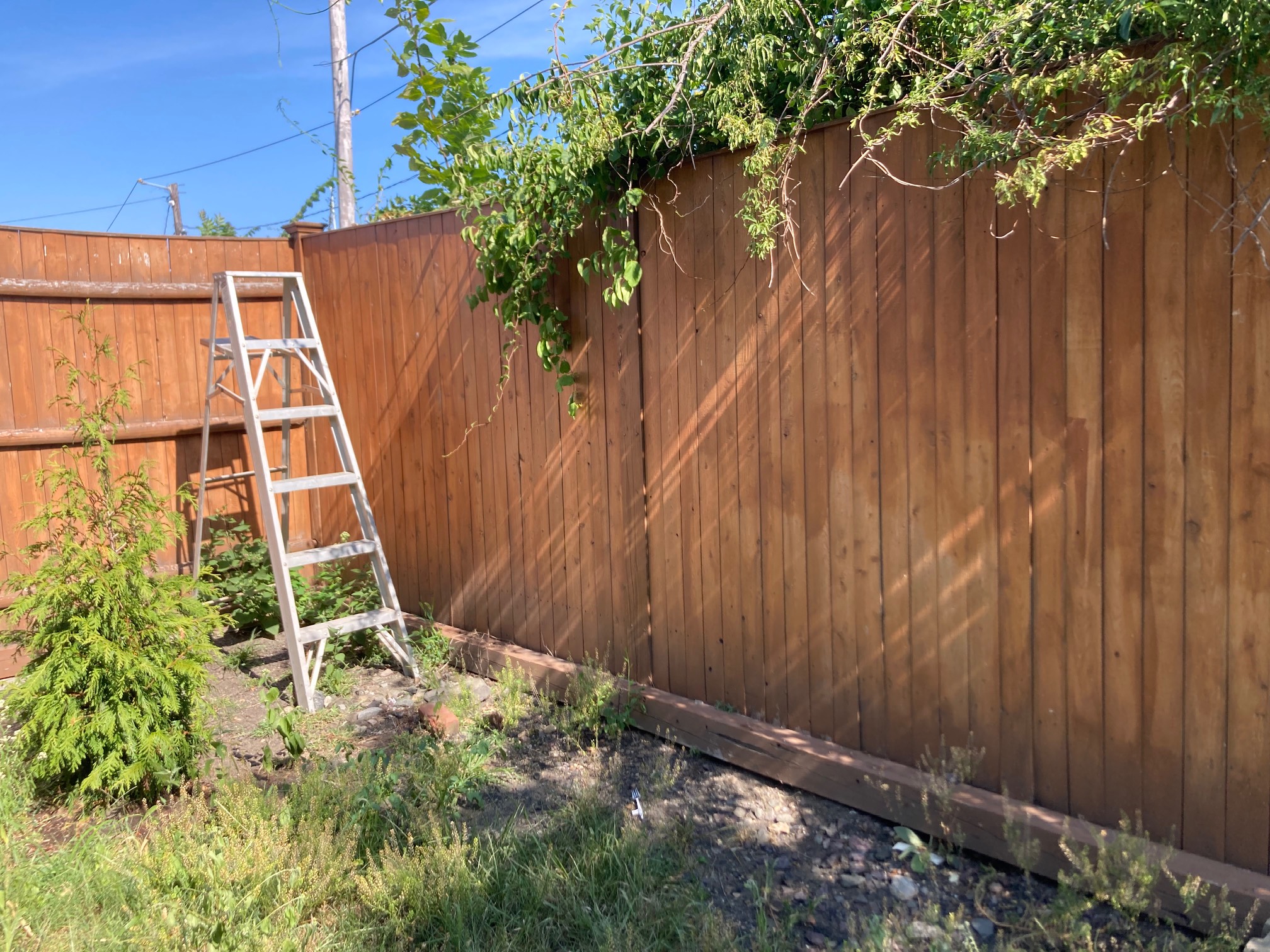 Fence with overhanging plants and straight line light beams on fence