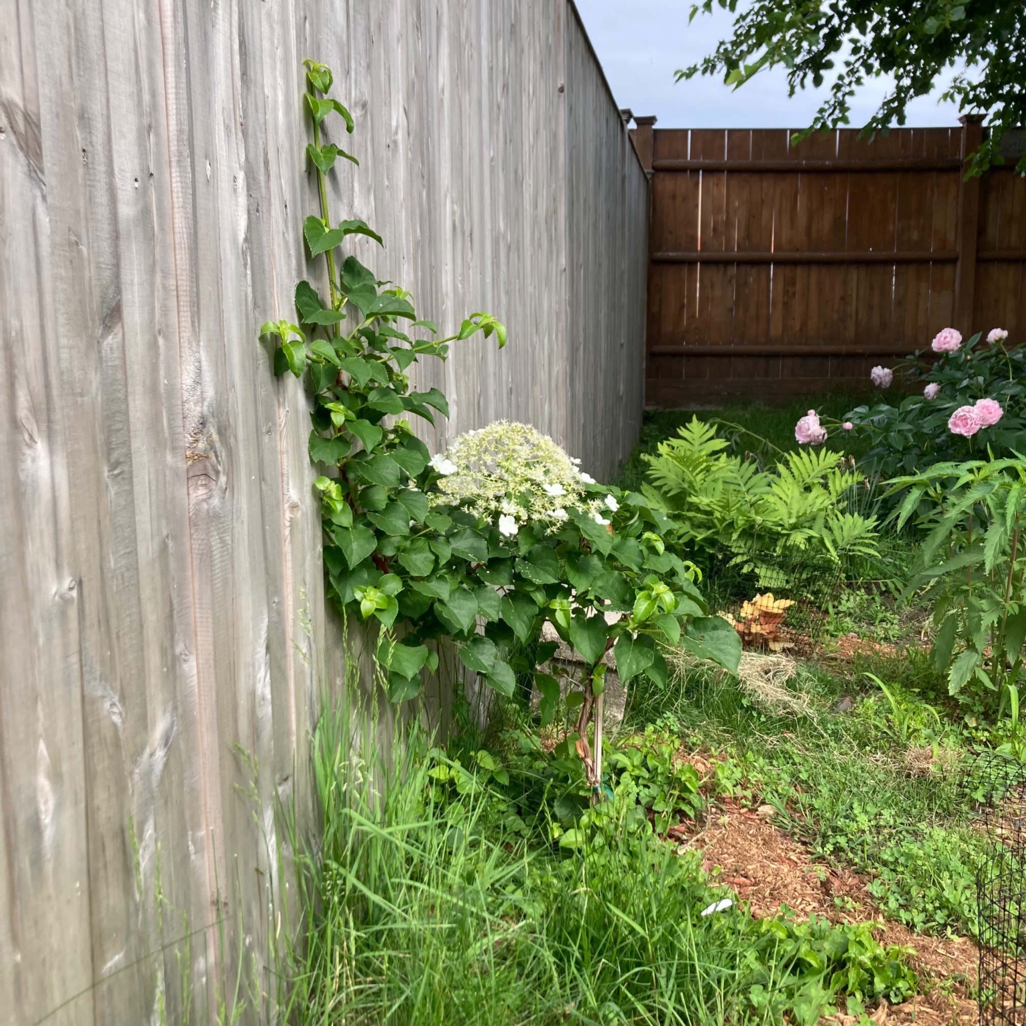 Hydrangea with flowers near fence