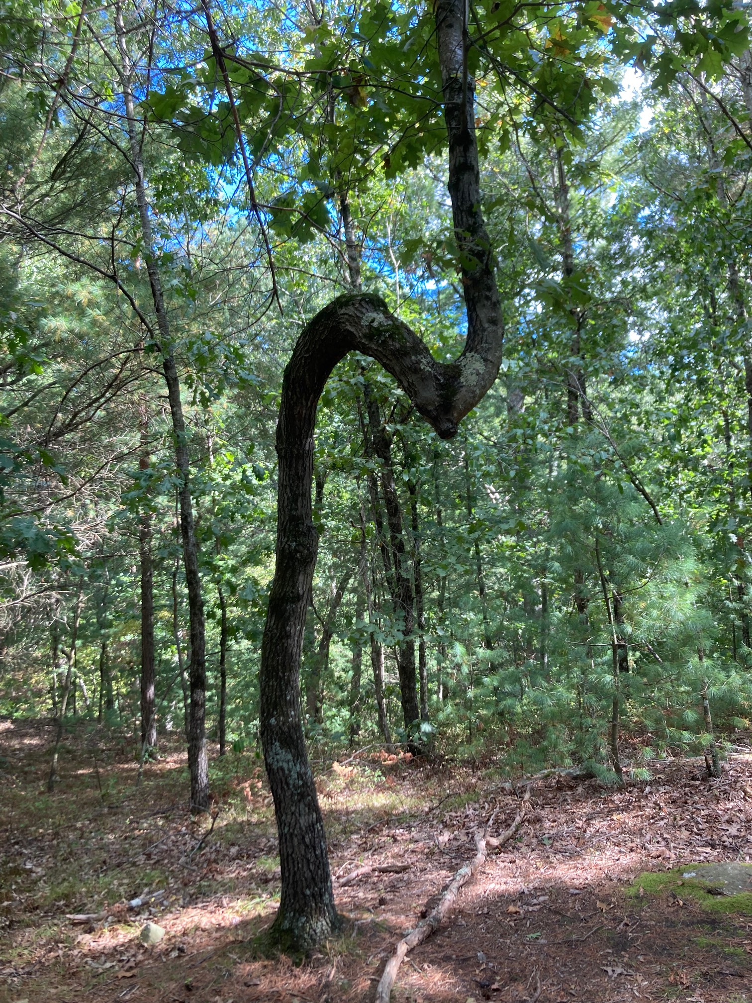 Tree bending slightly down, then up