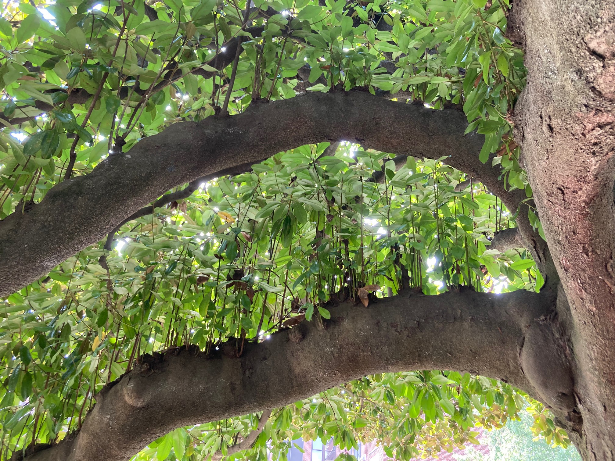 Tree in which the small branches grow straight upward