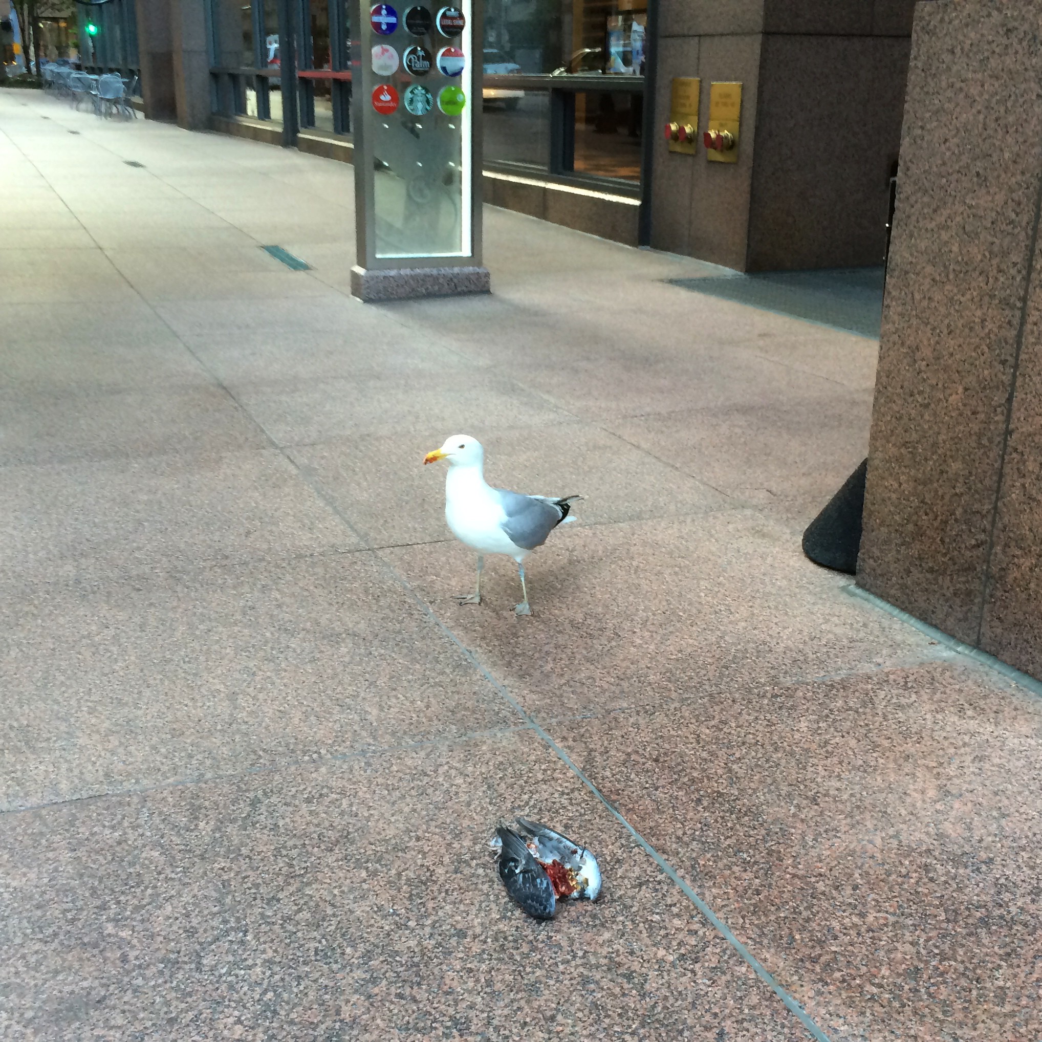 Pigeon with blood on beak near headless pigeon
