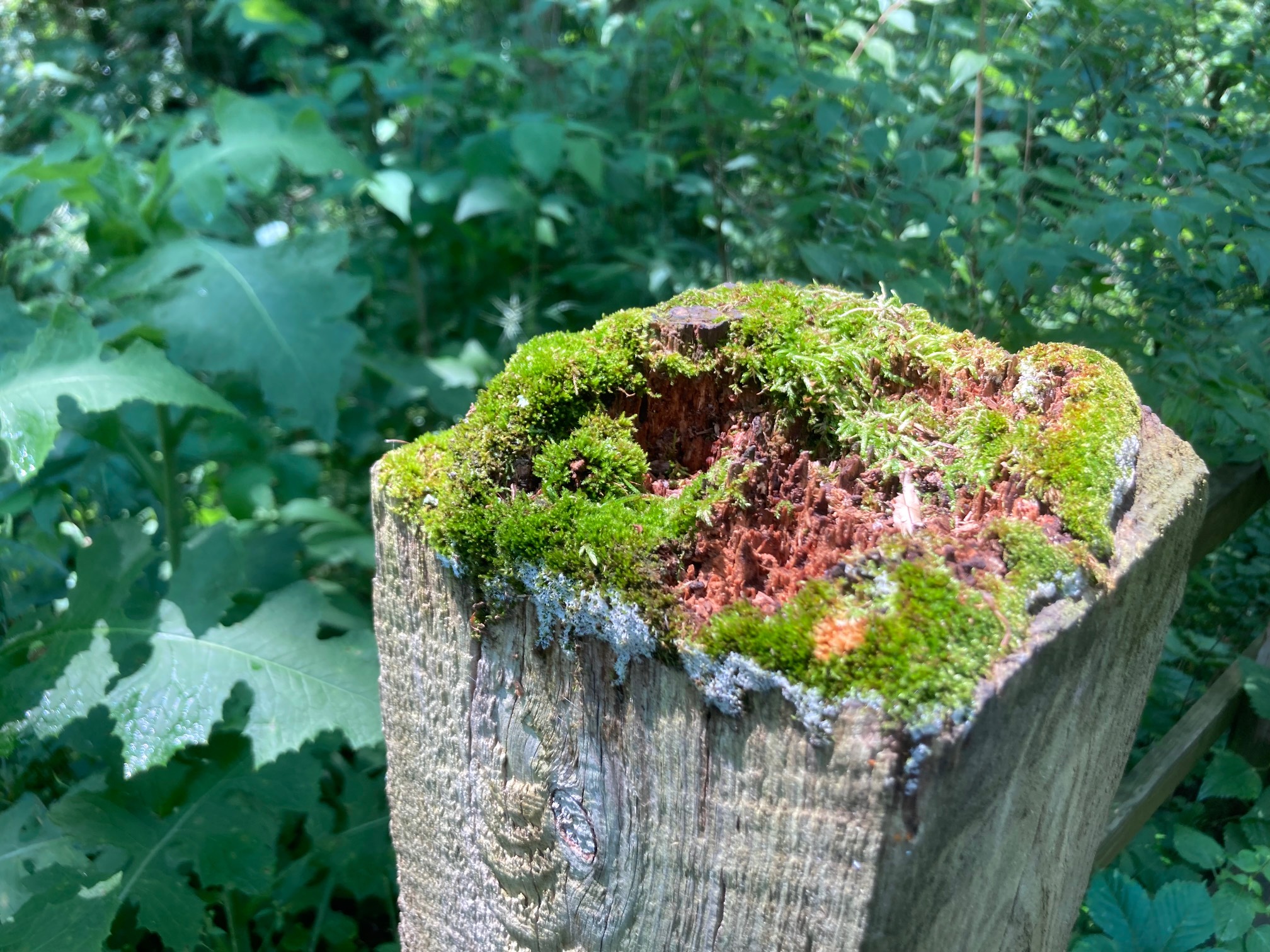 Moss microlandscape