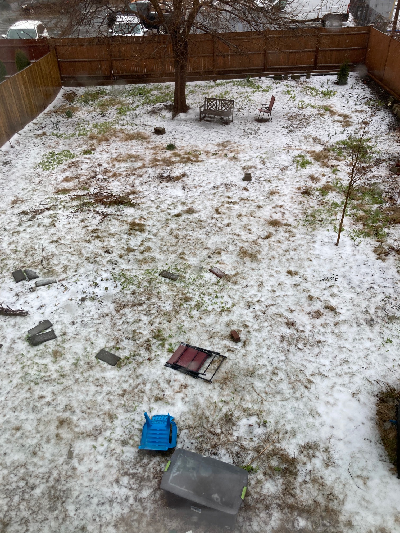 Backyard with snow on green plants