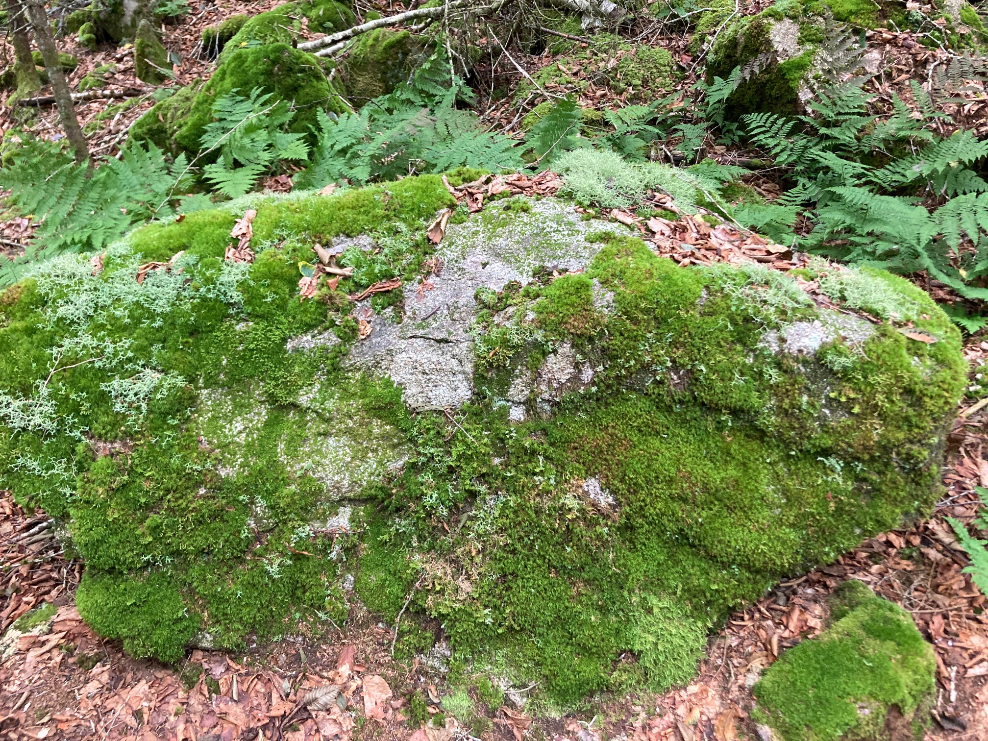 Moss and lichen on rock