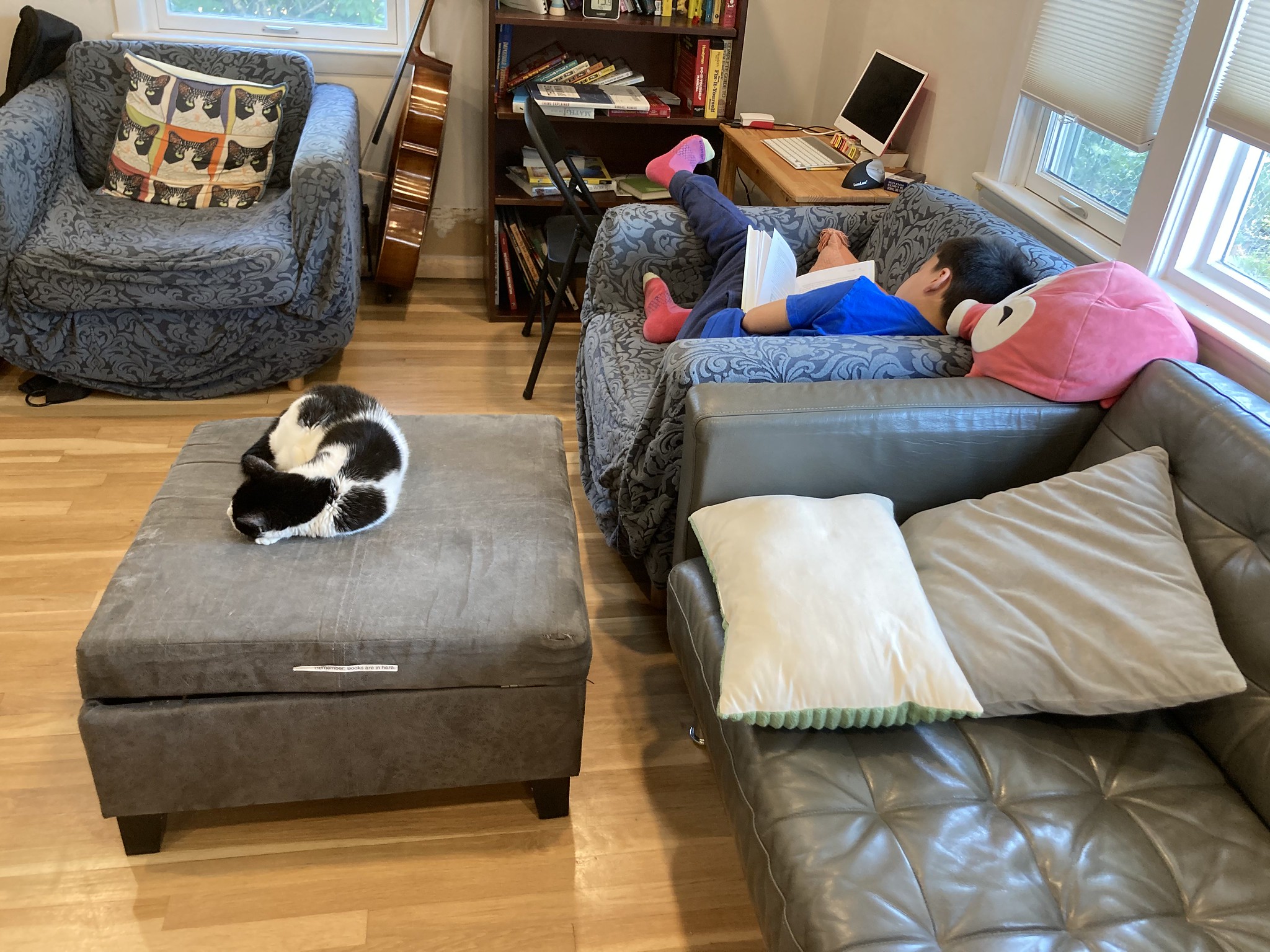 Cat sleeping, kid reading