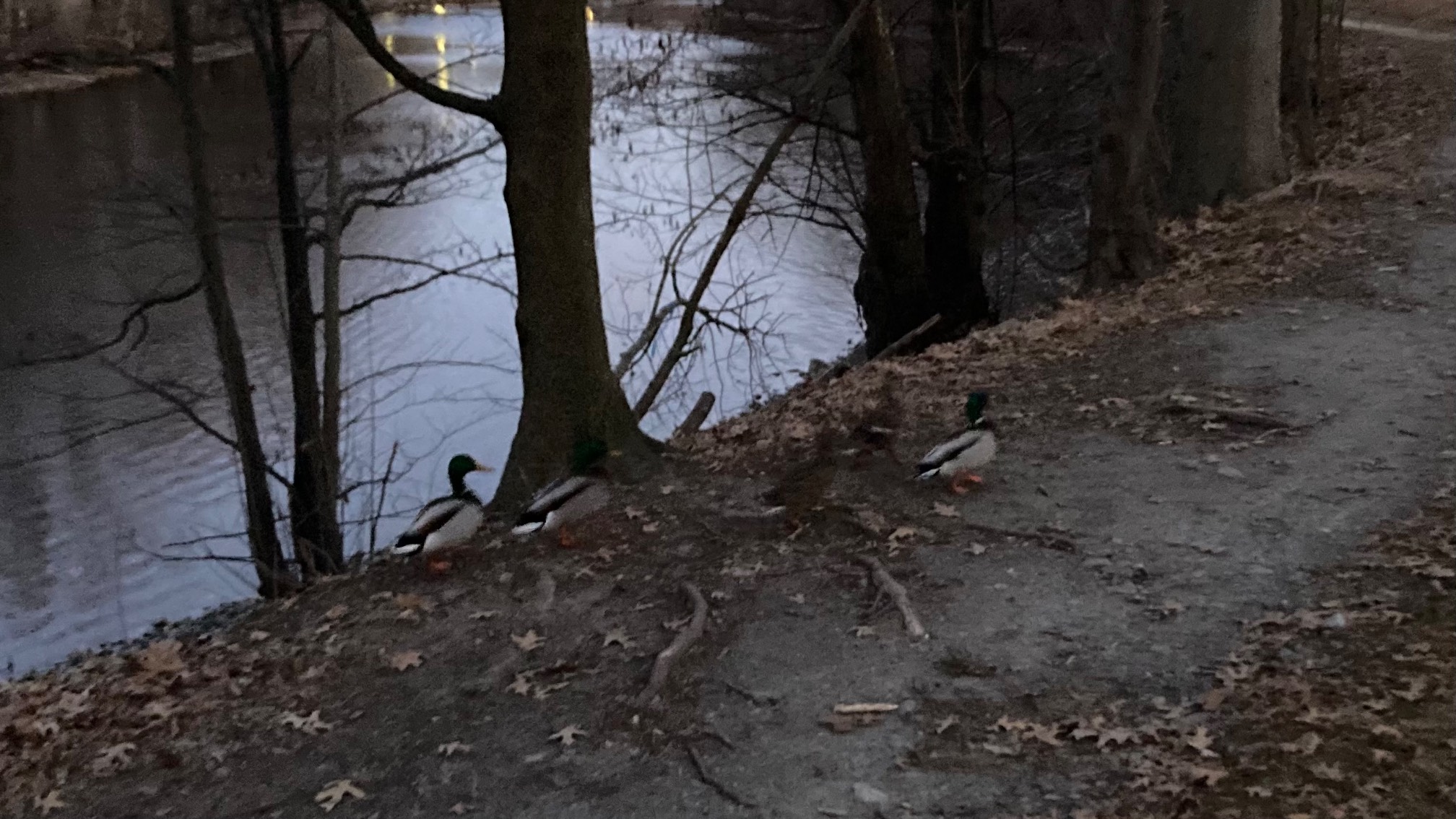 Junior calisthenics, 18-minute run, 12 pull-ups. It was so late the ducks were getting out of the river to go home.Now that I think of it, where do ducks actually live? It is a mystery.