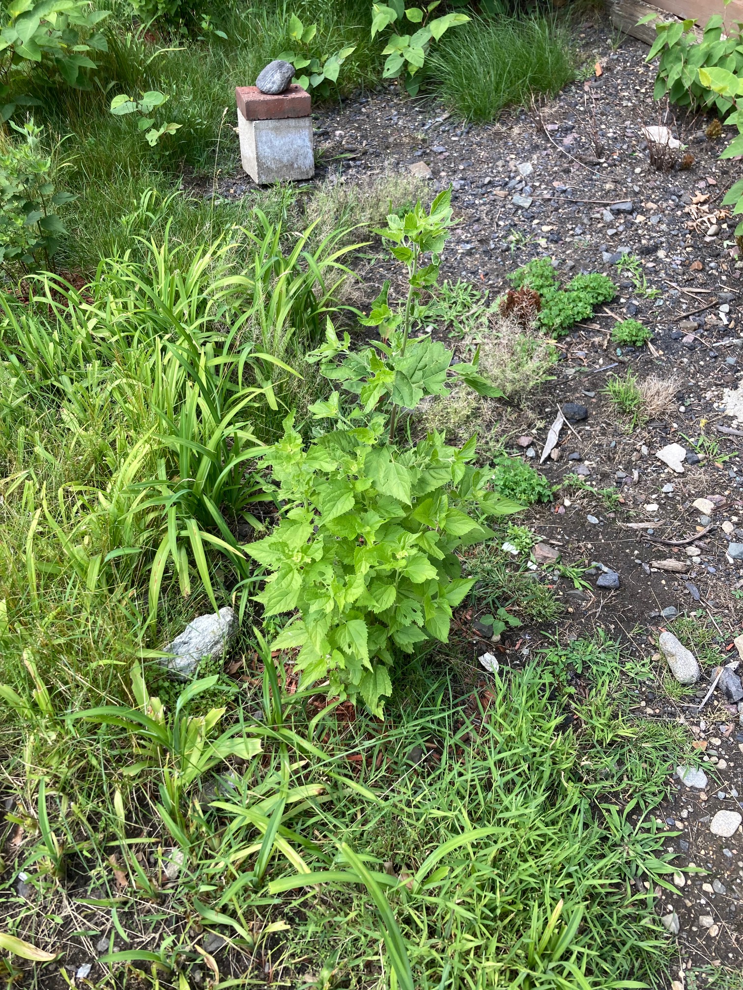 The snakeroot has been chomped but lives and can battle the knotweed.
