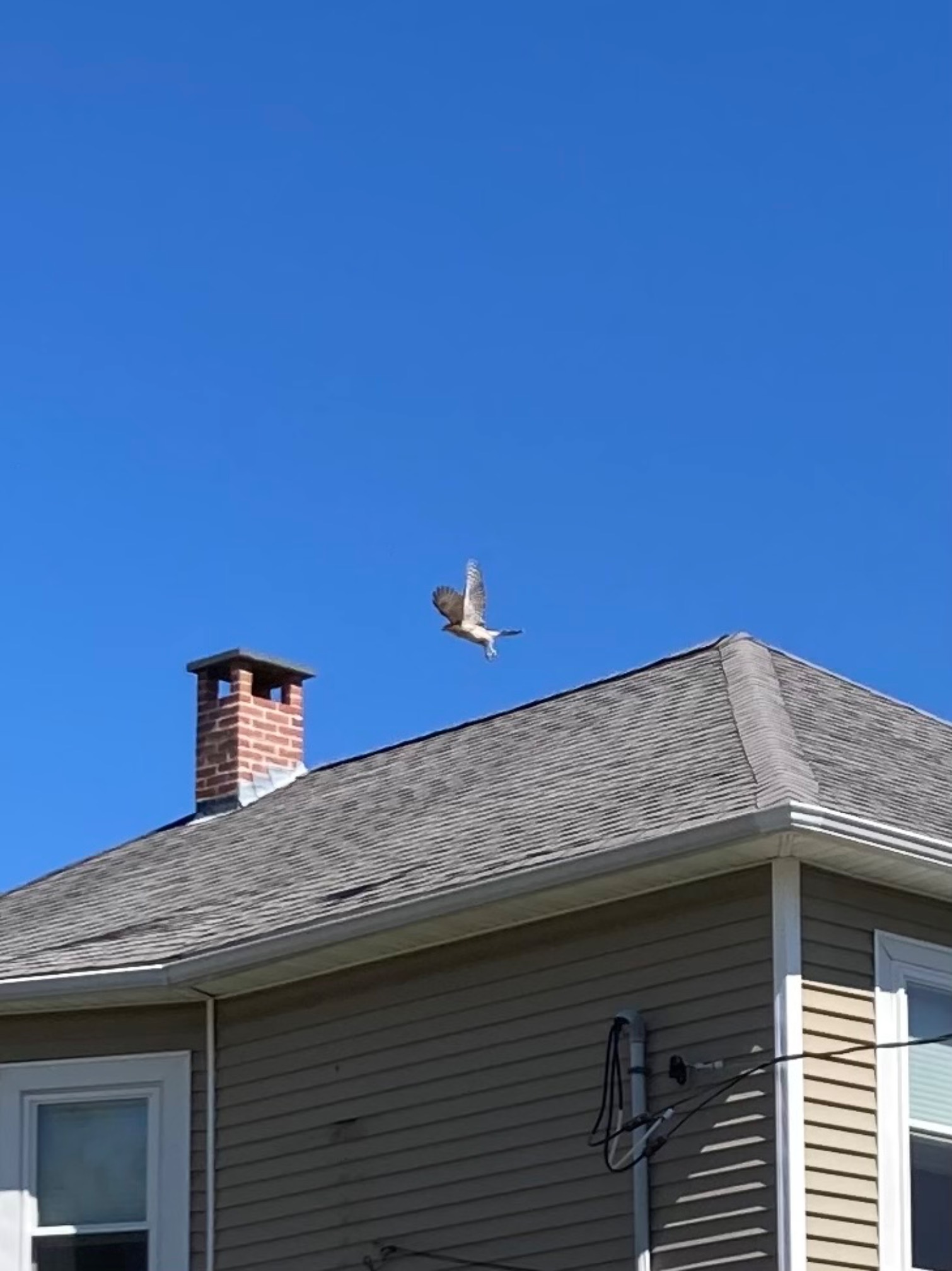 There was a hawk over the neighbors’ house. This is a good place to get rabbits.