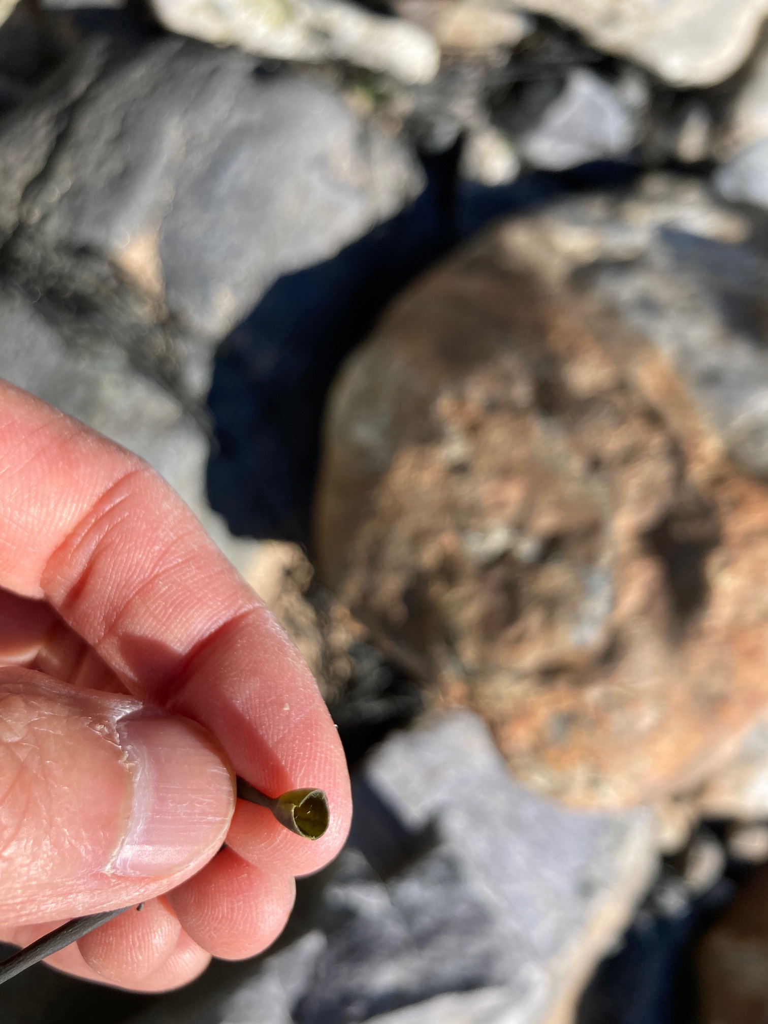 Seaweed pod