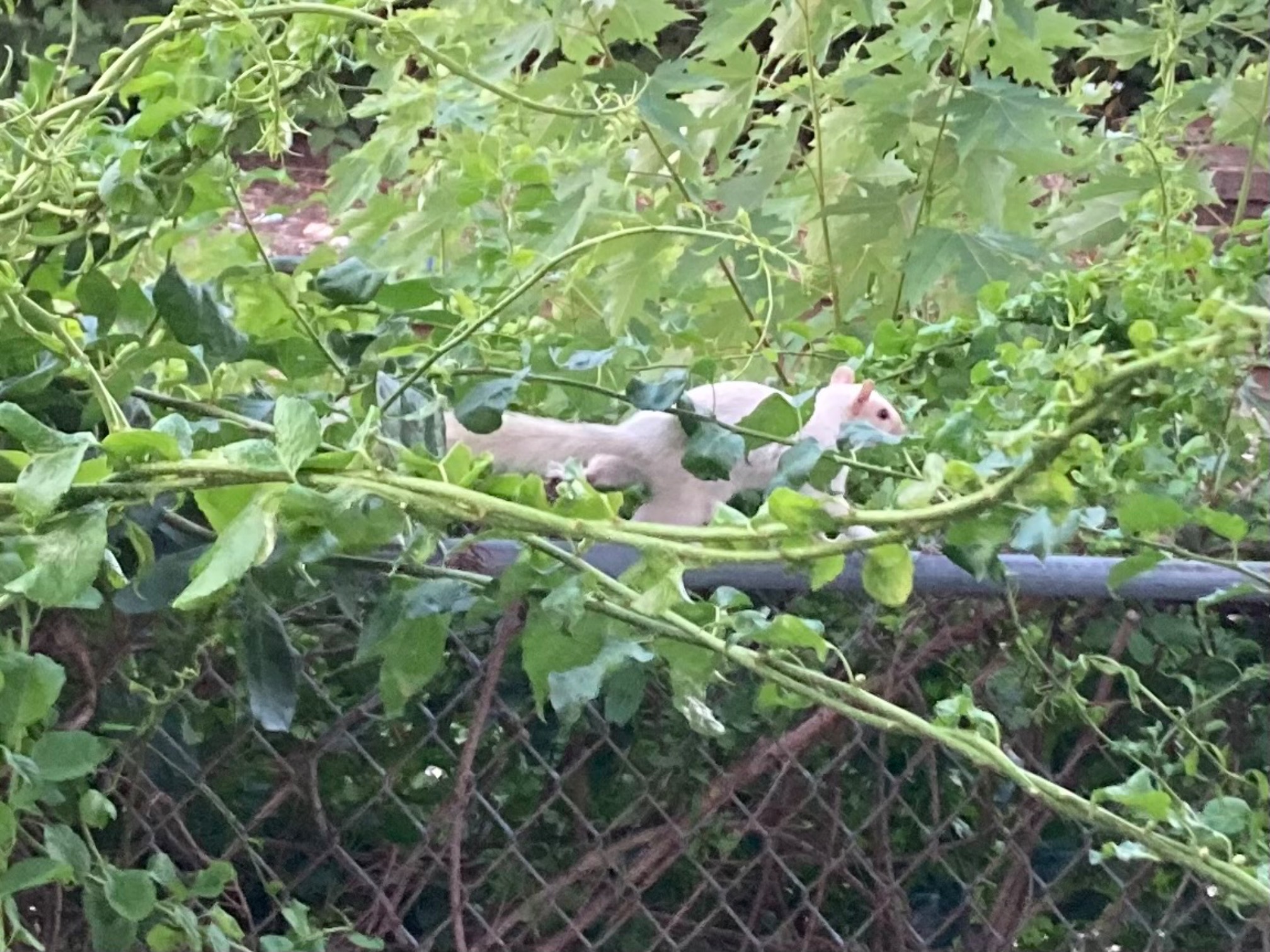 White squirrel on chain link fence