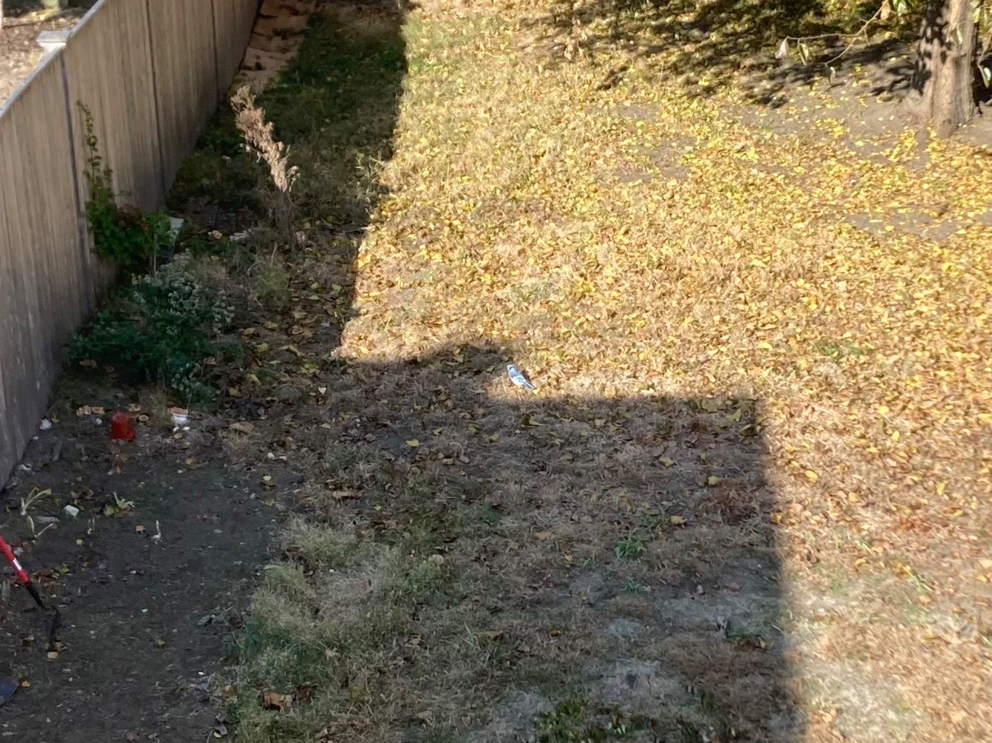 Blue jay in a backyard