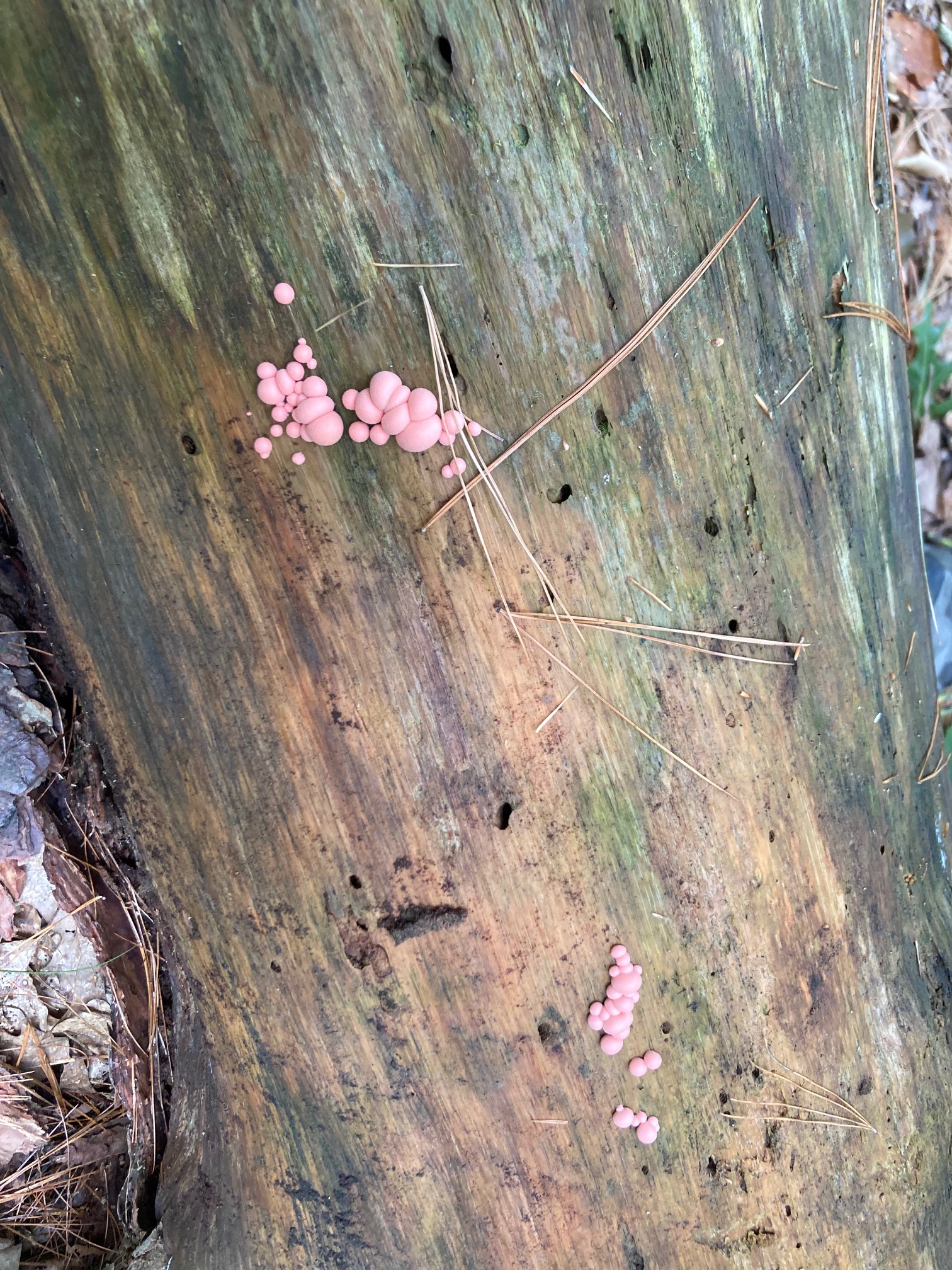 Pink bubble slime mold on tree