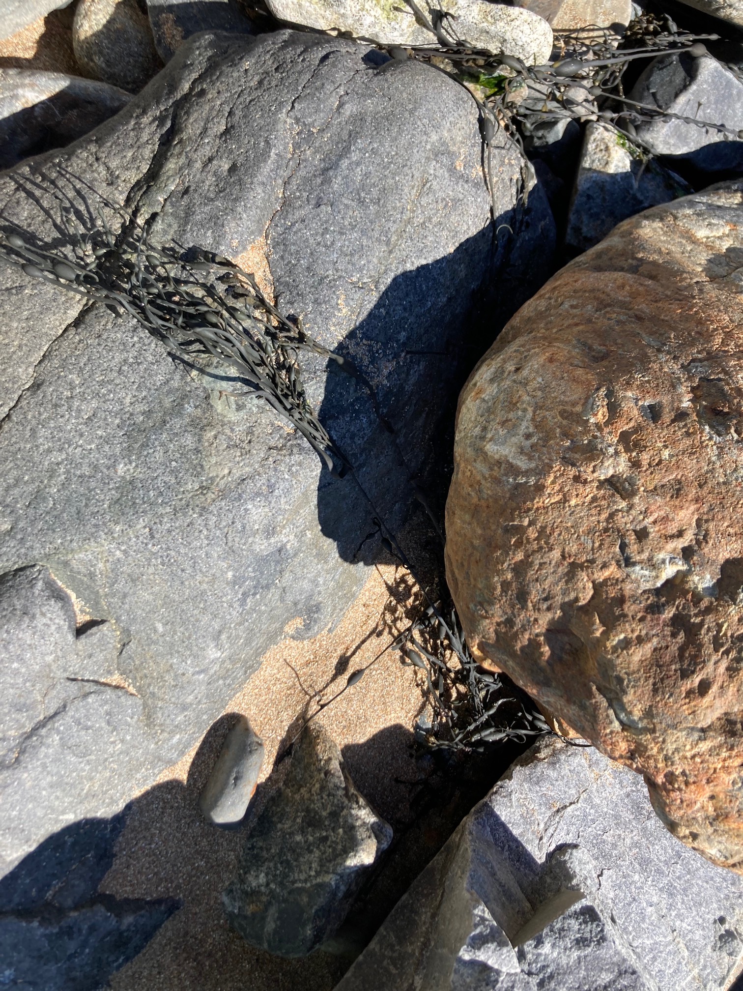 Seaweed on rocks
