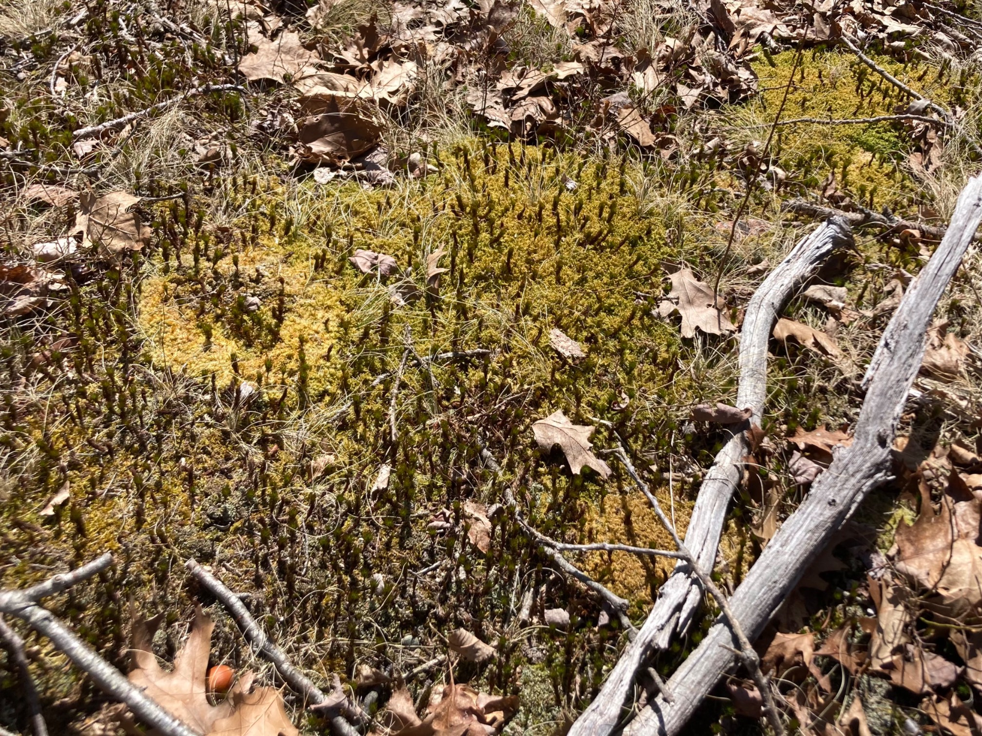 Tall moss that look like little trees