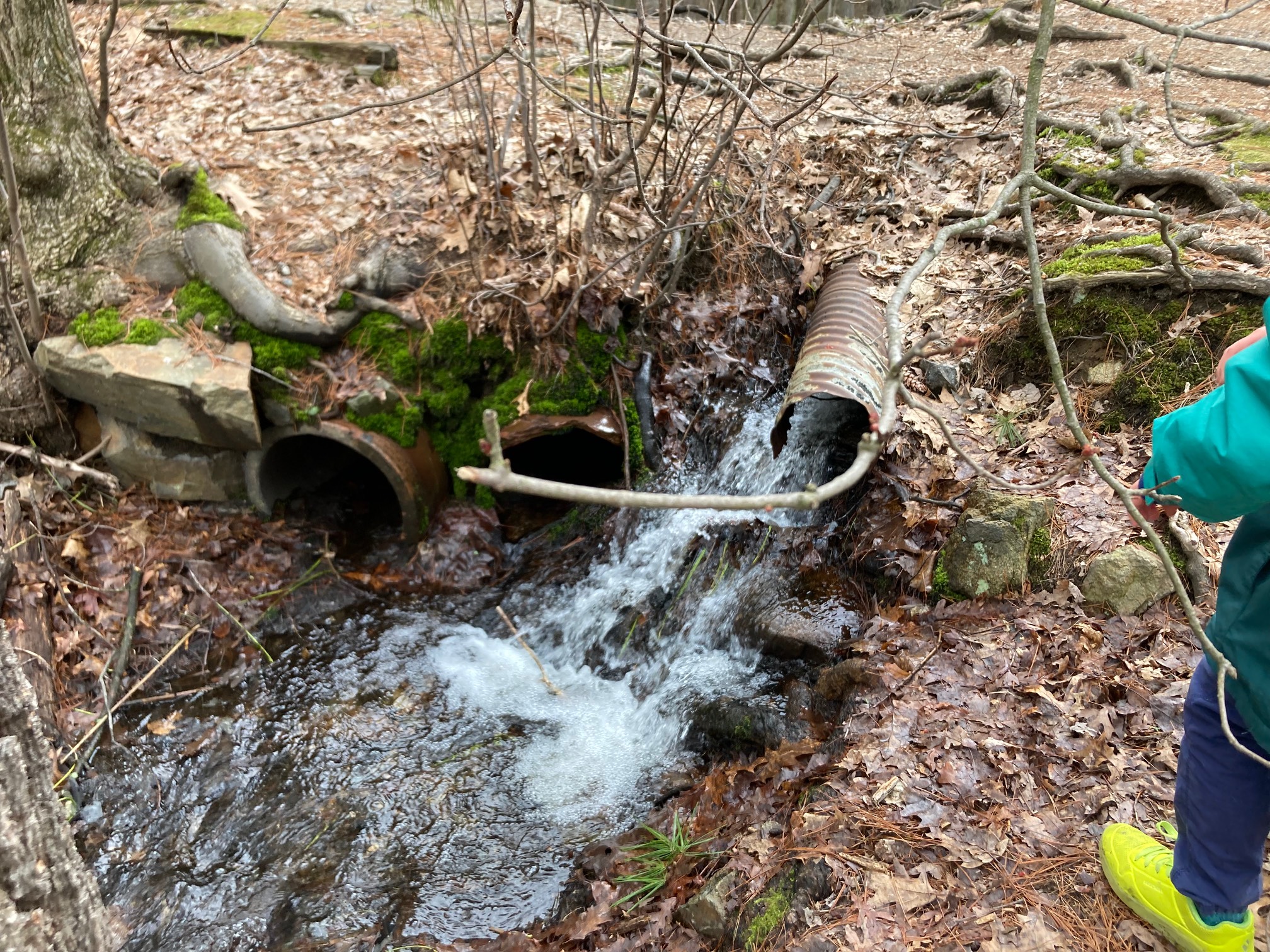 Pipes in forest