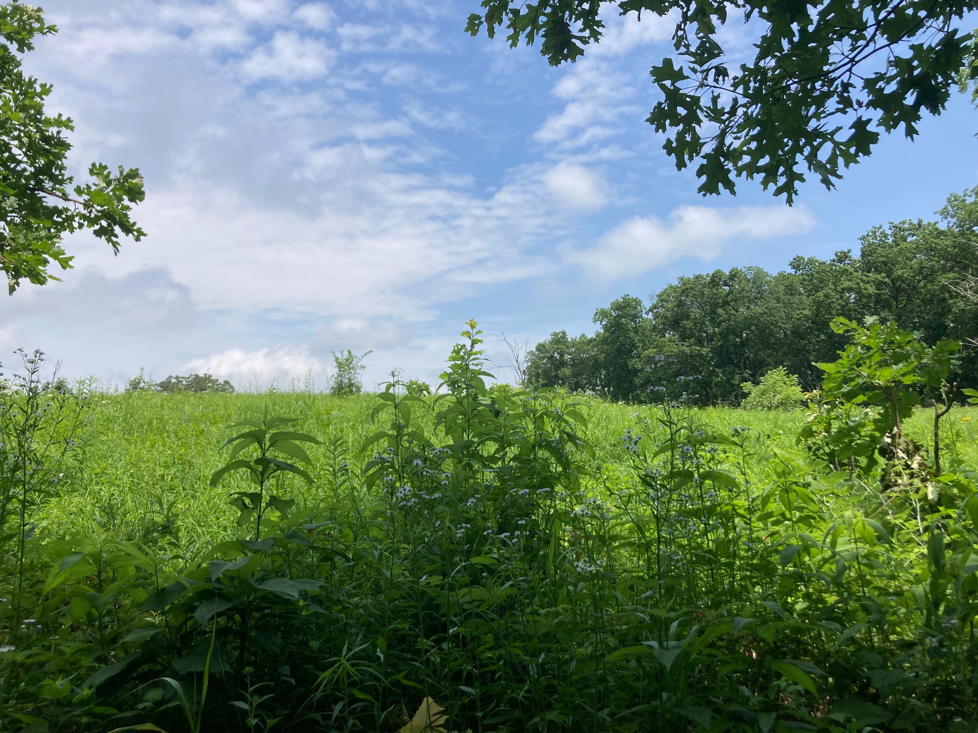 Prairie and trees, blue sky