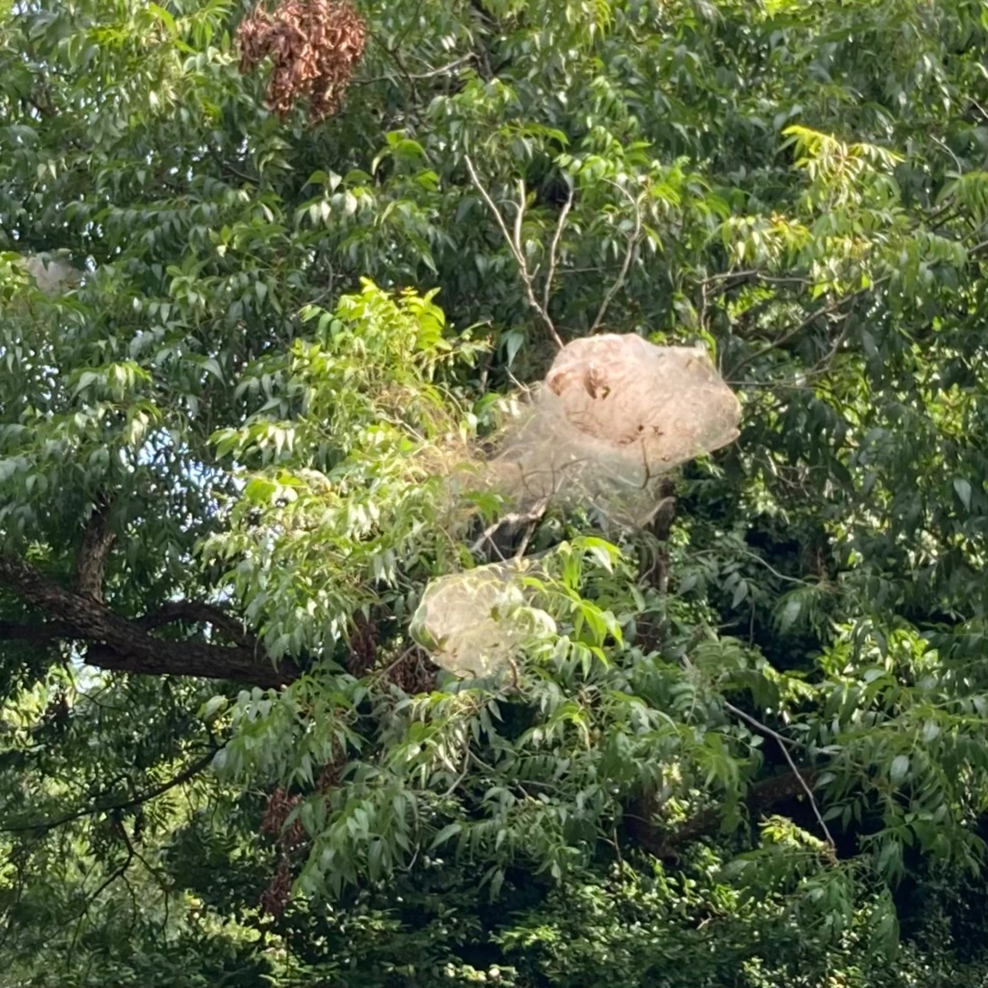 World’s worst cotton candy tree